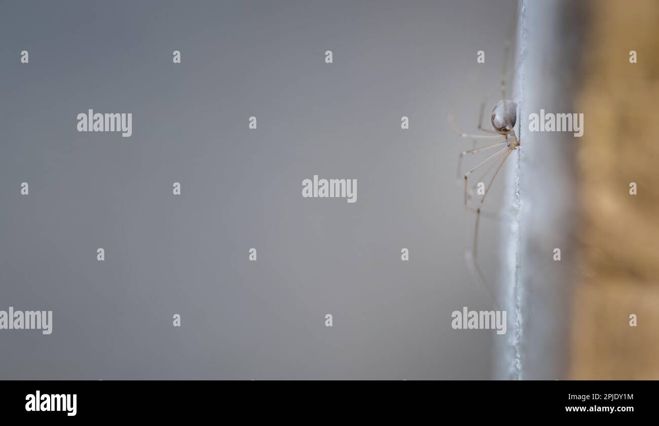 Immagine ravvicinata di un ragno a zampe lunghe (Pholcus phalangioides) o di un ragno cranico. Foto Stock