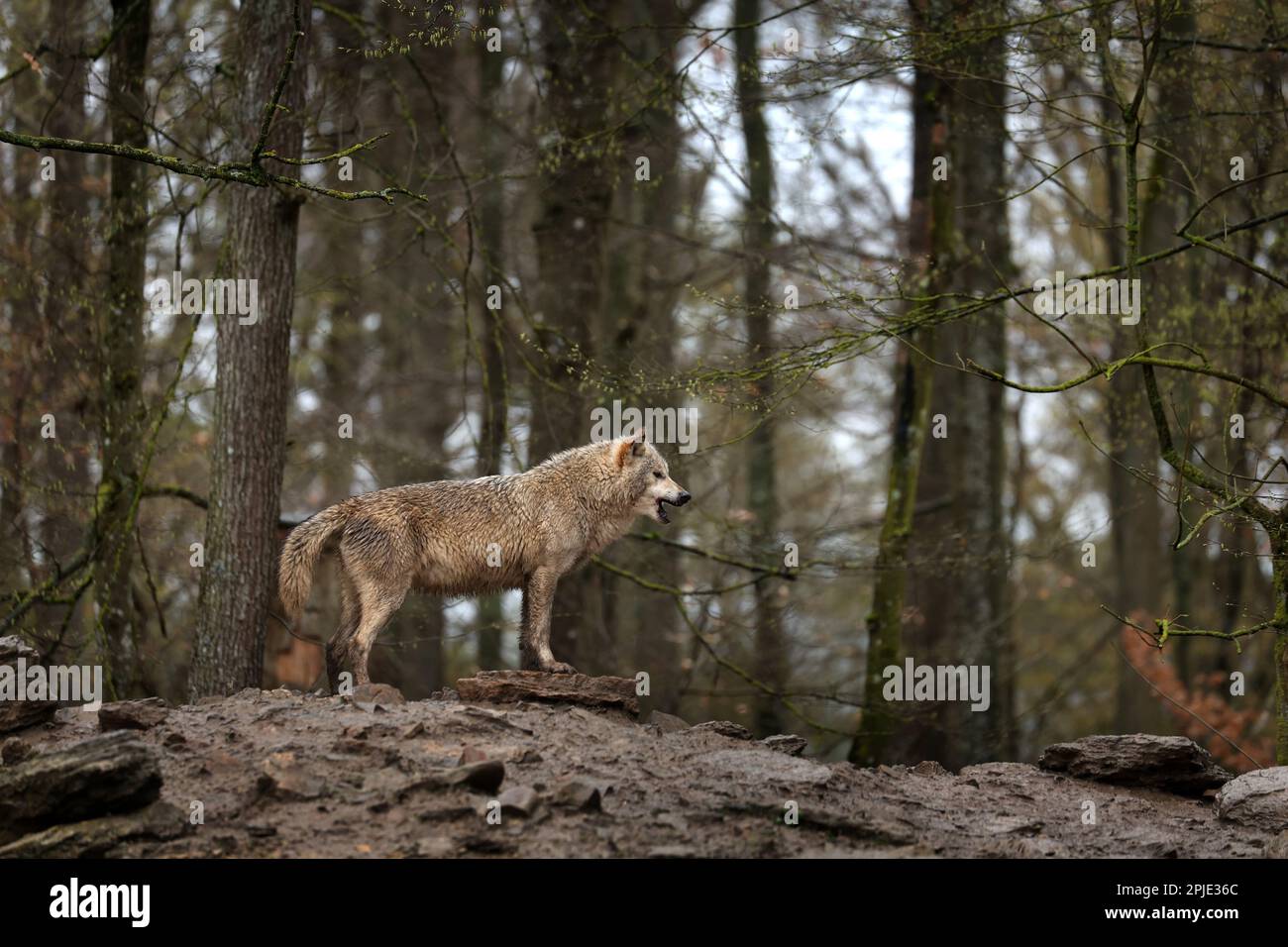 Bad Mergentheim, Germania. 01st Apr, 2023. Un lupo si trova nel suo recinto in un parco giochi. Credit: Karl-Josef Hildenbrand/dpa/Alamy Live News Foto Stock
