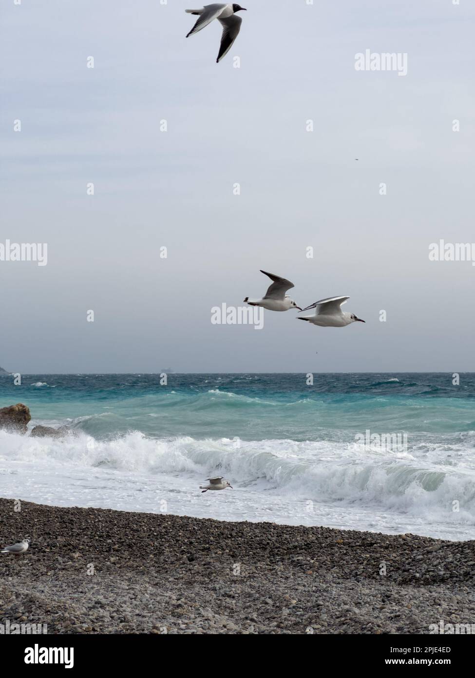 Gabbiani che volano sulla spiaggia di ciottoli di Nizza, Francia, con onde azzurre del mediterraneo, contenuti di viaggio Foto Stock
