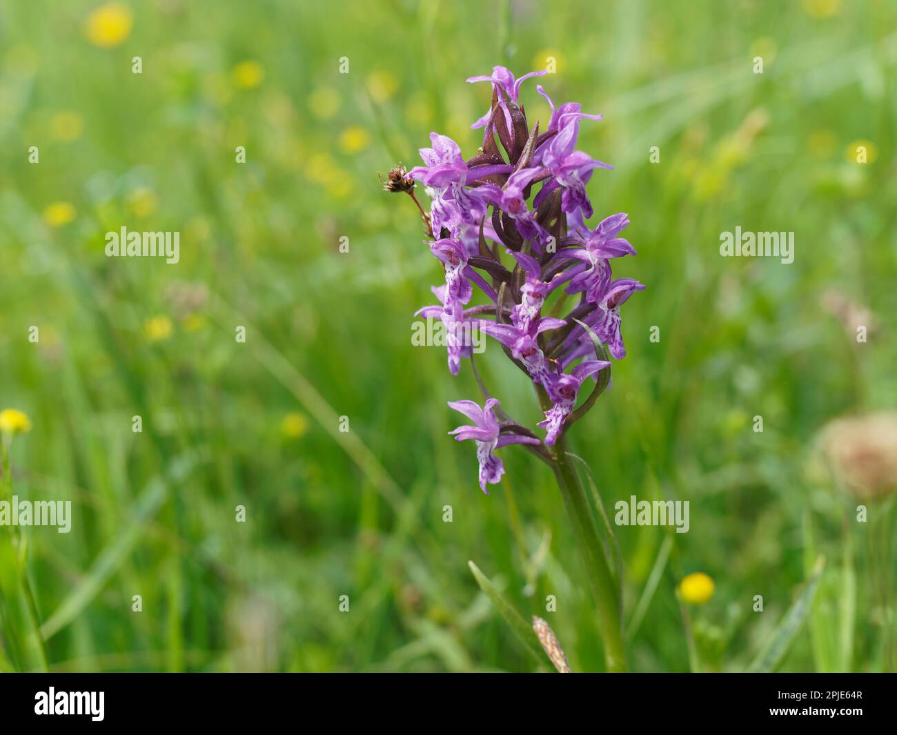 Prato orchidea con fiori fioriti di orchidea a foglia larga Foto Stock