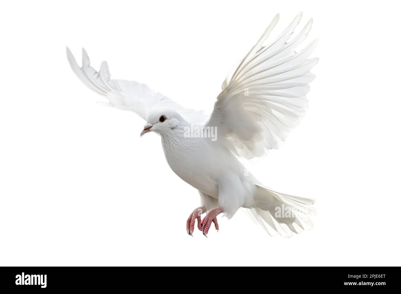 Colomba bianca che vola su sfondo bianco e Clipping path. Concetto di libertà e giornata internazionale della pace Foto Stock