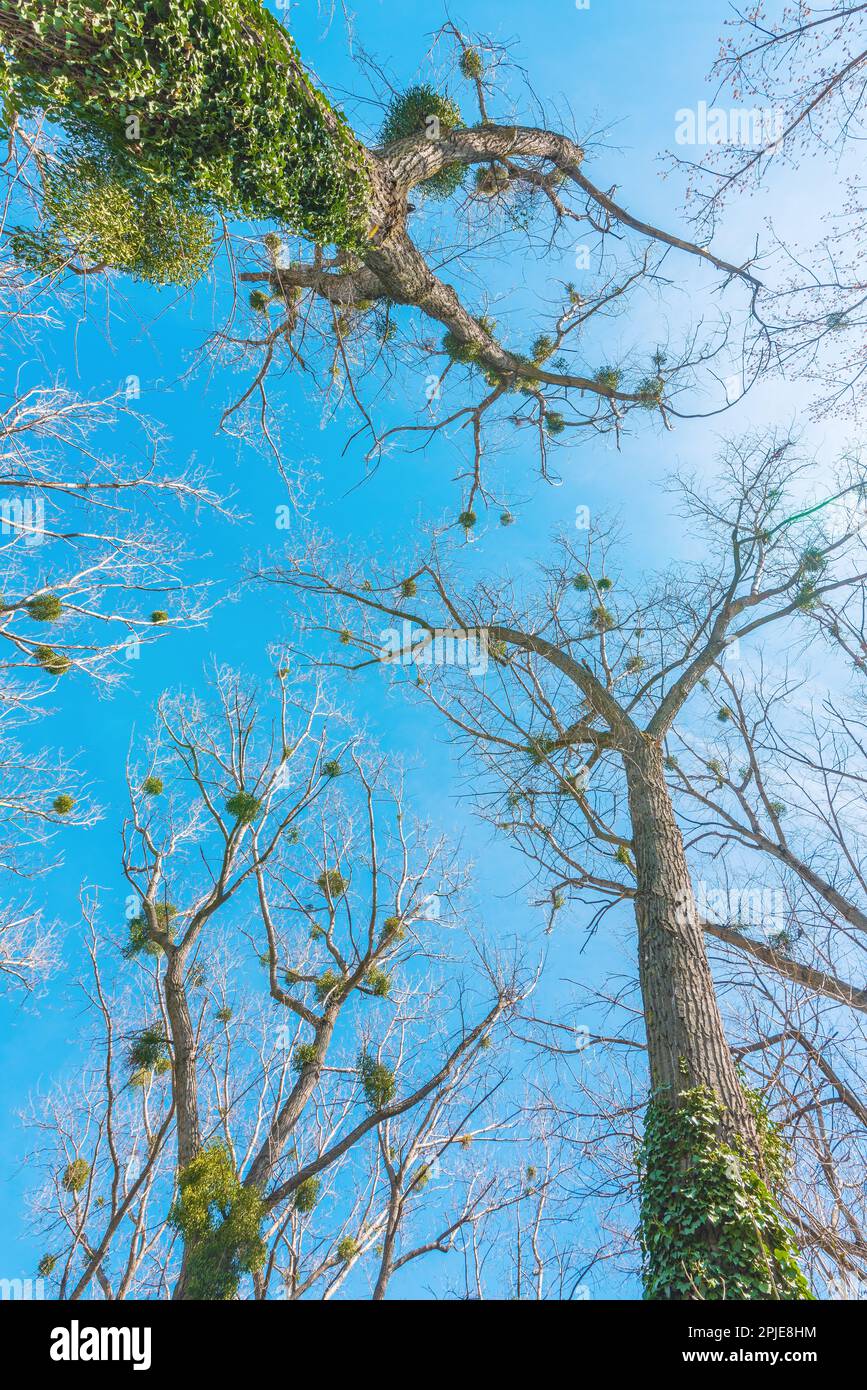 La scopa della strega è una deformità dell'albero, una massa densa di germogli cresce da un singolo punto, con la struttura risultante che assomiglia ad una scopa. Messa a fuoco selettiva. Foto Stock