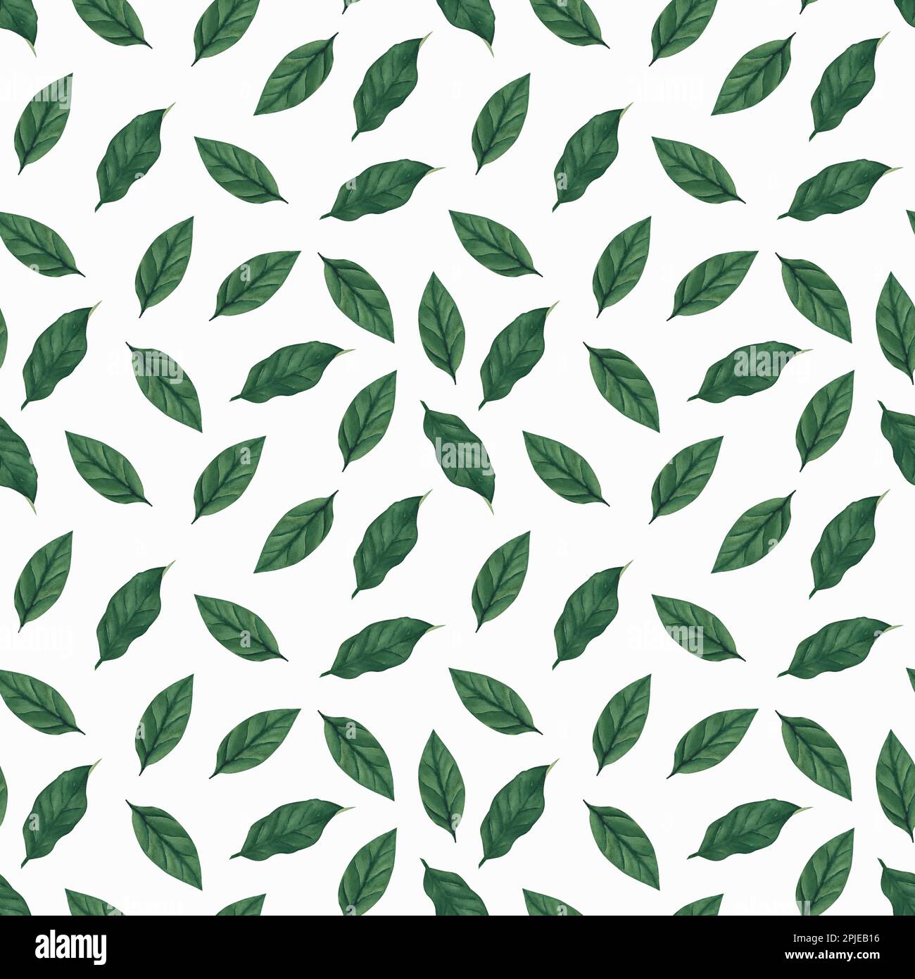 colore dell'acqua foglia di limone senza cuciture - foglia verde su fondo bianco. Illustrazione per tessuti, stampe, decorazioni da cucina, tessuti. Foto Stock