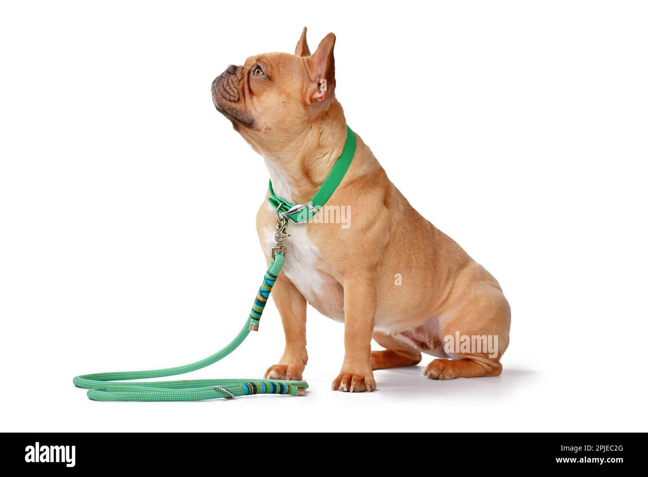 Vista laterale del cane Bulldog francese rosso fulvo con colletto verde e guinzaglio su sfondo bianco Foto Stock
