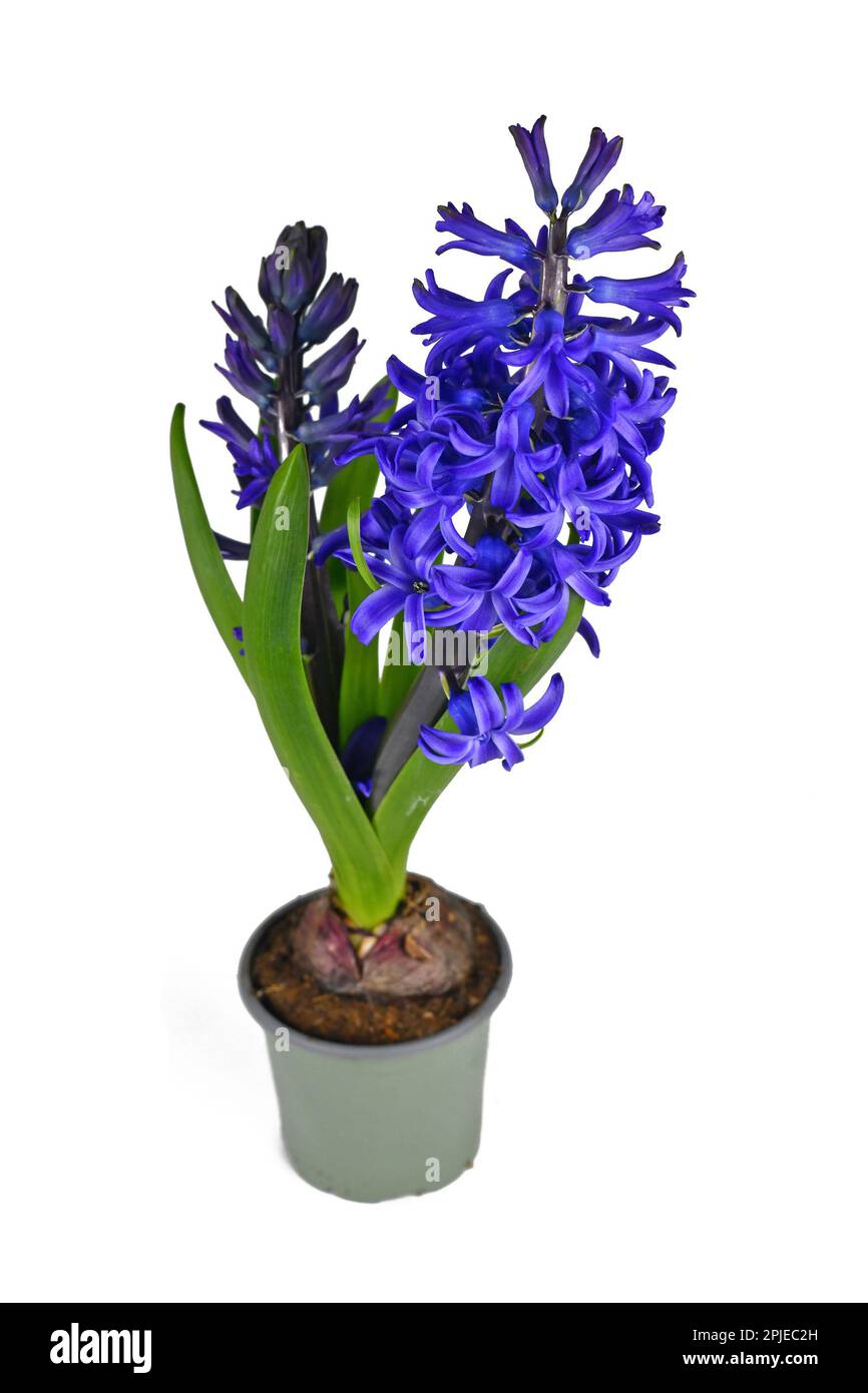 Pianta di Hyacinth blu 'Hyacinthus Blue Pearl' in vaso su fondo bianco Foto Stock