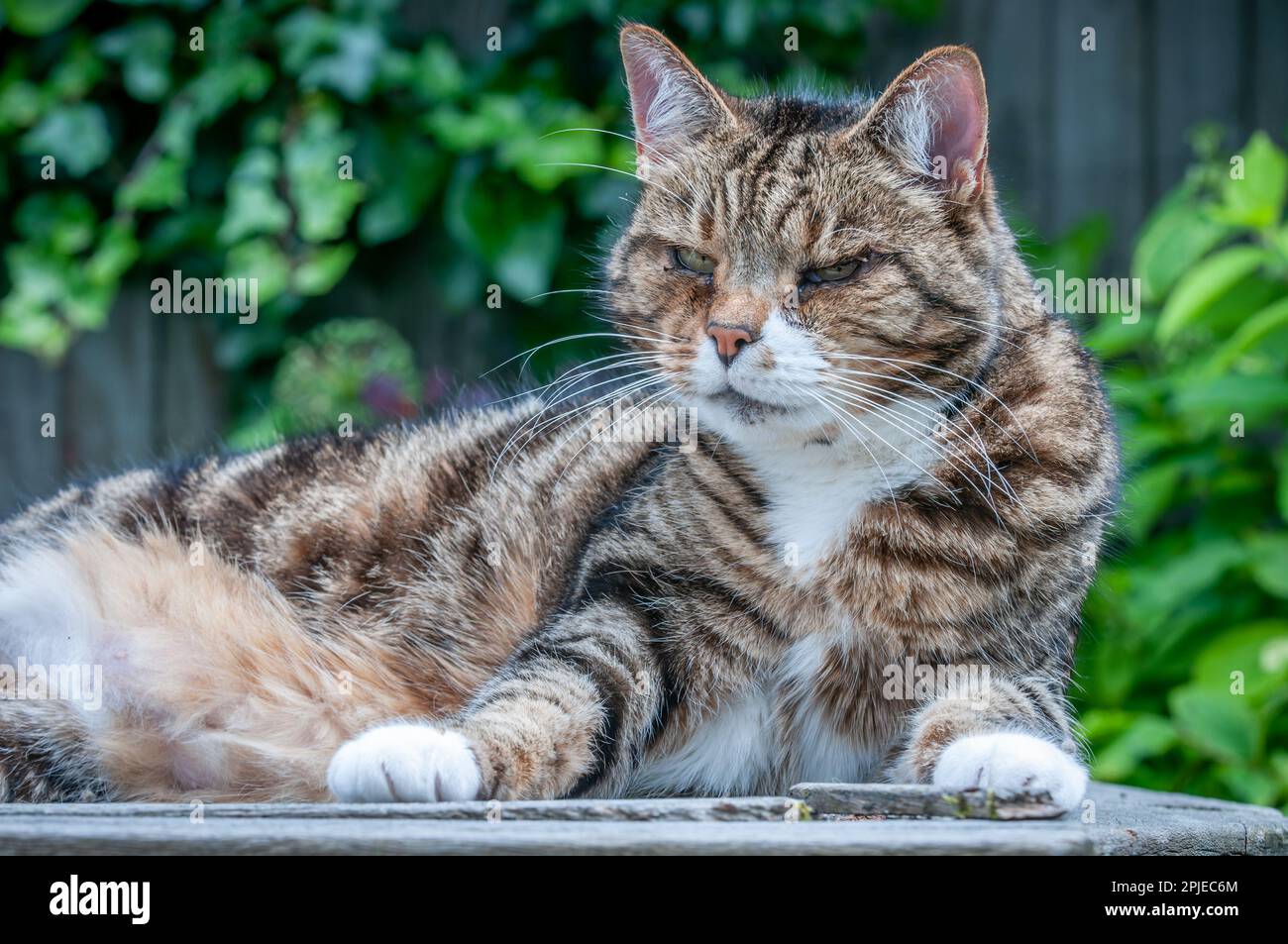 Brighton, Brighton, luglio 20th 2012: Relax domestico gatto Foto Stock