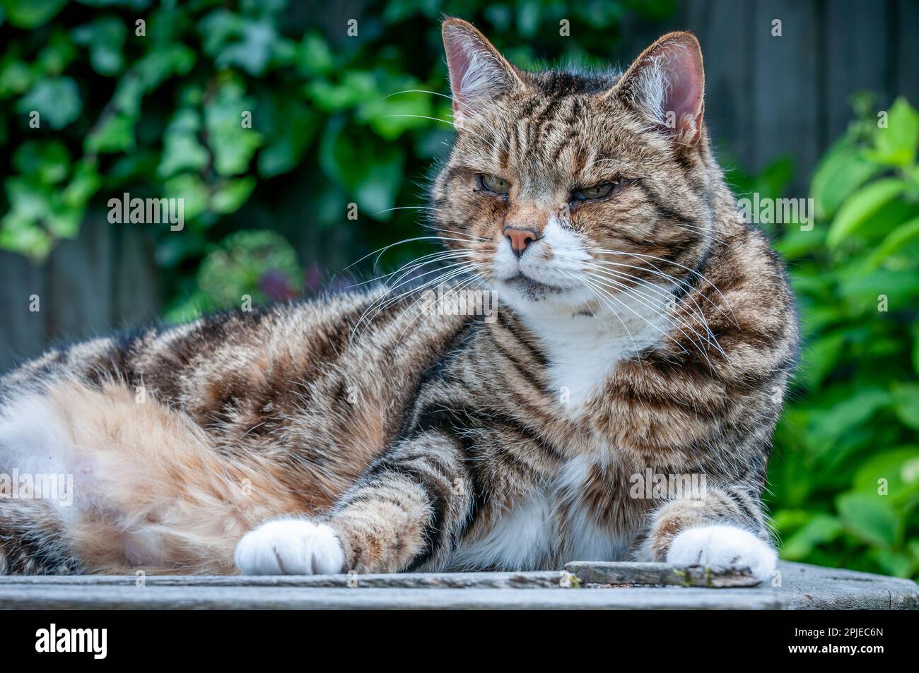 Brighton, Brighton, luglio 20th 2012: Relax domestico gatto Foto Stock