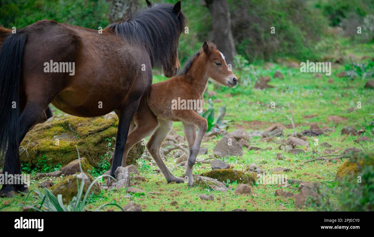 I cavalli di Giara pascolano nel loro ambiente naturale, Giara di Gesturi, Sardegna meridionale Foto Stock