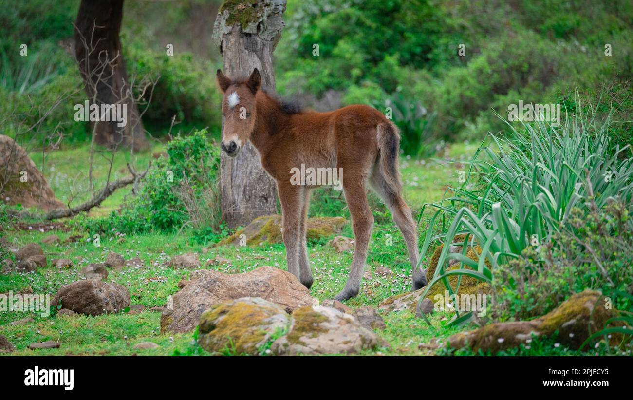 I cavalli di Giara pascolano nel loro ambiente naturale, Giara di Gesturi, Sardegna meridionale Foto Stock