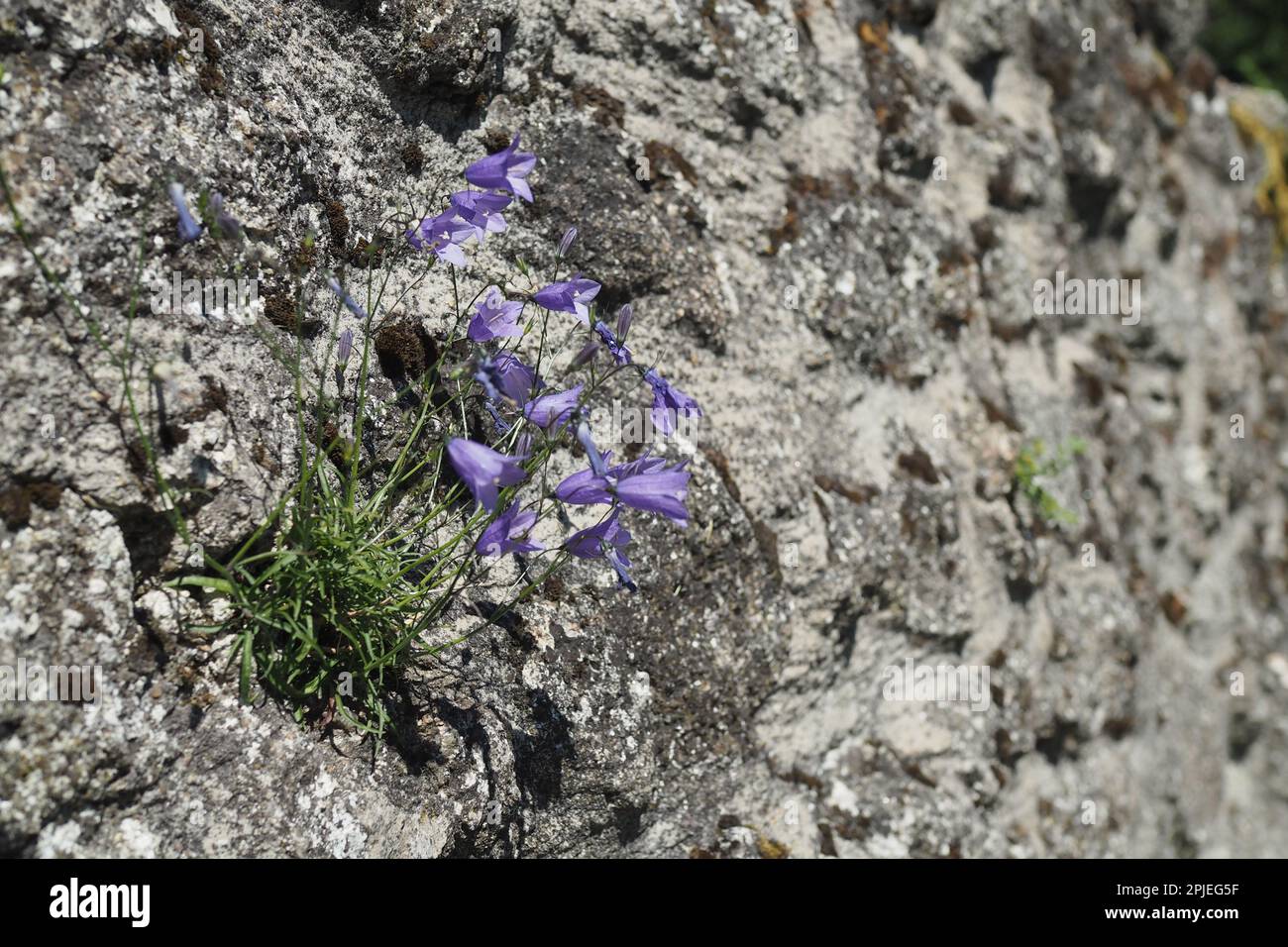 Pianta fioritura di pietra pungente su una roccia Foto Stock