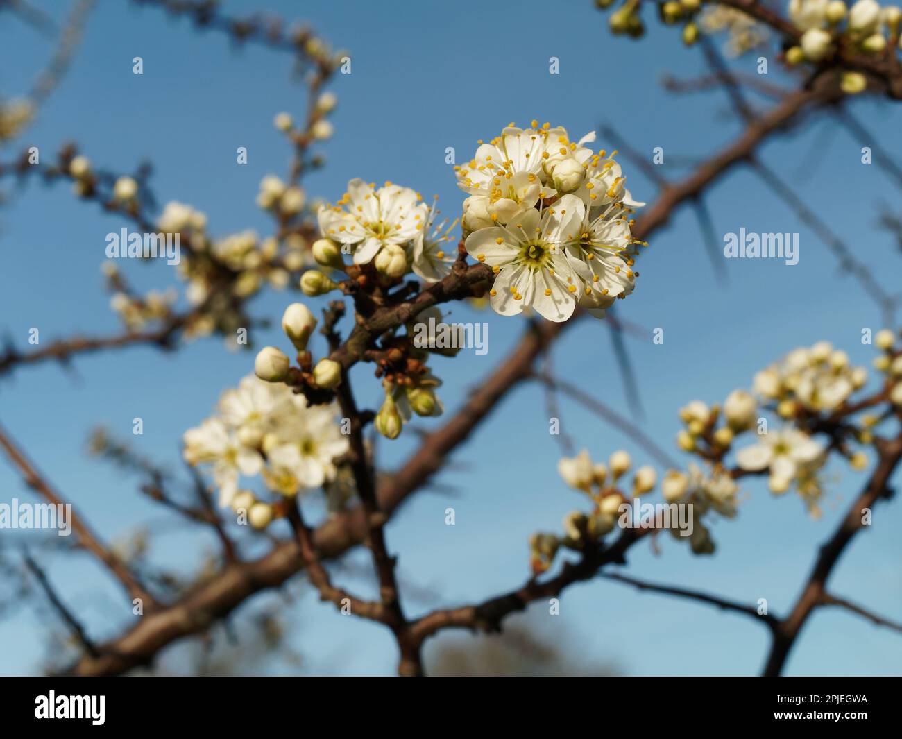 Pianta fioritura di pietra pungente su una roccia Foto Stock