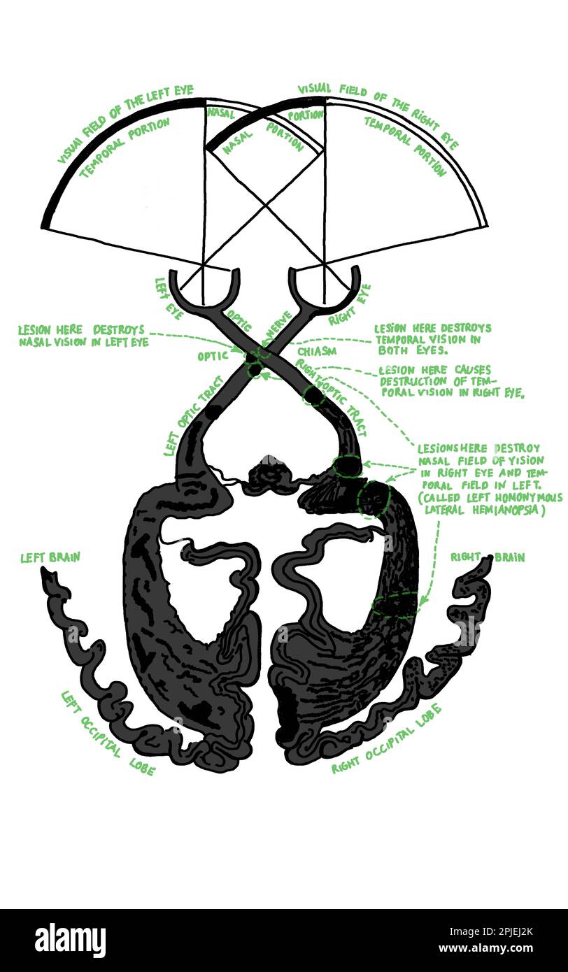 Vintage schema di percorso visivo per l'istruzione o la scienza. Tipografia dettagliata di occhio e cervello con nervi ottici e corteccia visiva. Disegno gesso su nero Foto Stock