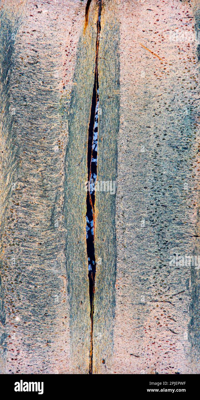 Sezione verticale del midollo spinale LS Foto Stock