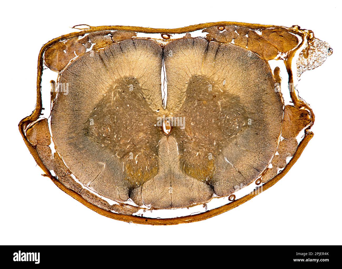 MIDOLLO SPINALE TS. Midollo spinale mammifero,TS. illuminazione a campo chiaro Foto Stock