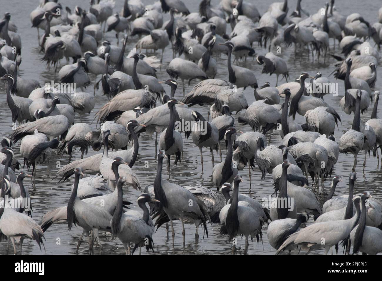 Gru Demoiselle (Grus virgo) osservata vicino a Nalsarovar in Gujarat, India Foto Stock