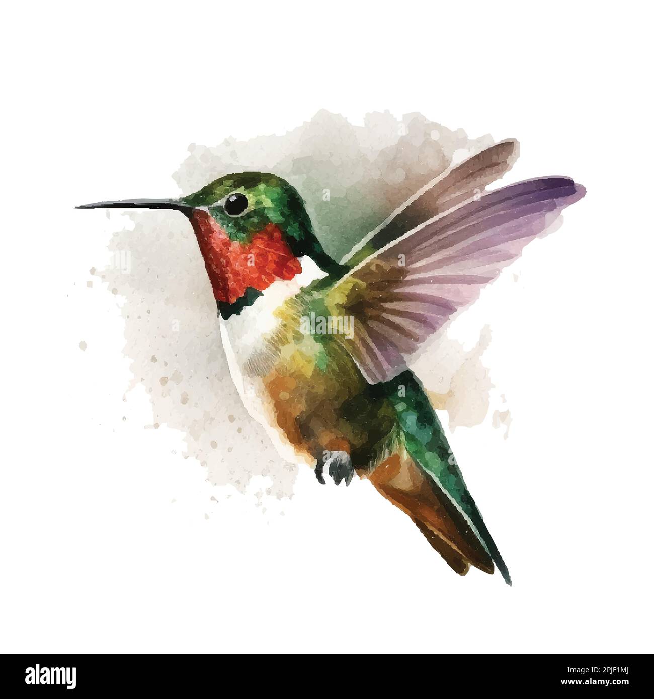 Schizzo vettoriale di acquerello di un colibrì. Illustrazione vettoriale per biglietti d'auguri, inviti e altri progetti di stampa e web. Illustrazione Vettoriale
