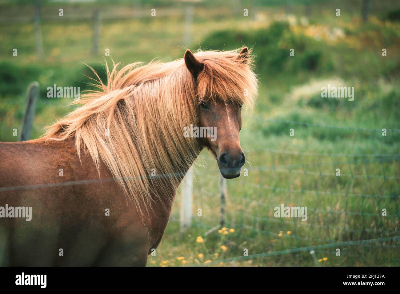 Primo piano di marroni adulti cavaliere mare su pascolo in stalla in campagna Foto Stock