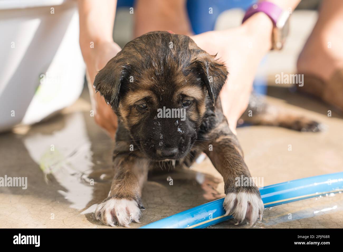 Mano del bagno del groomer, doccia, governare con shampoo un cucciolo marrone carino nel bacino Foto Stock