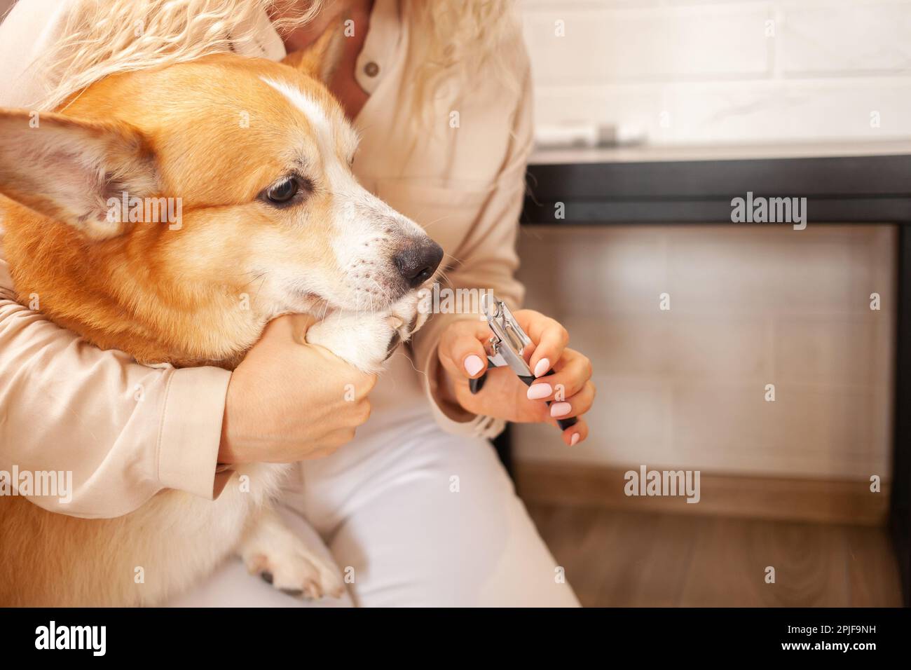 donna taglia artigli di cane, corgi marrone, carino. Cura degli animali, amore. Forbici, regolacapelli, rifinisci. verticale Foto Stock