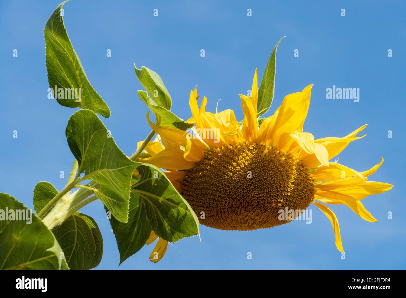 Gelbe Sonnenblume Blüte auf einem Feld im August Foto Stock