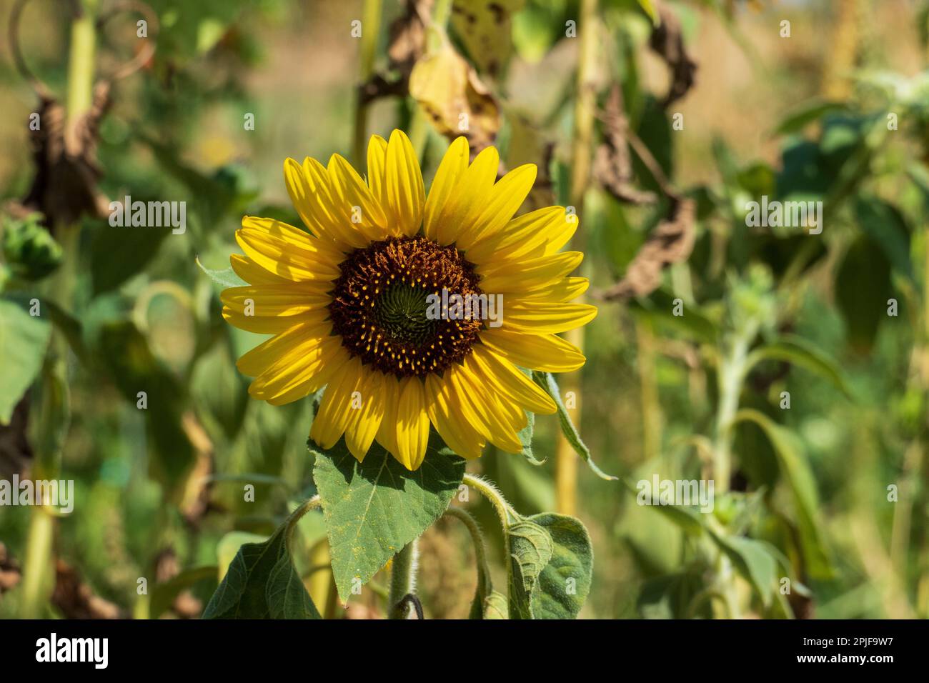 Gelbe Sonnenblume Blüte auf einem Feld im August Foto Stock