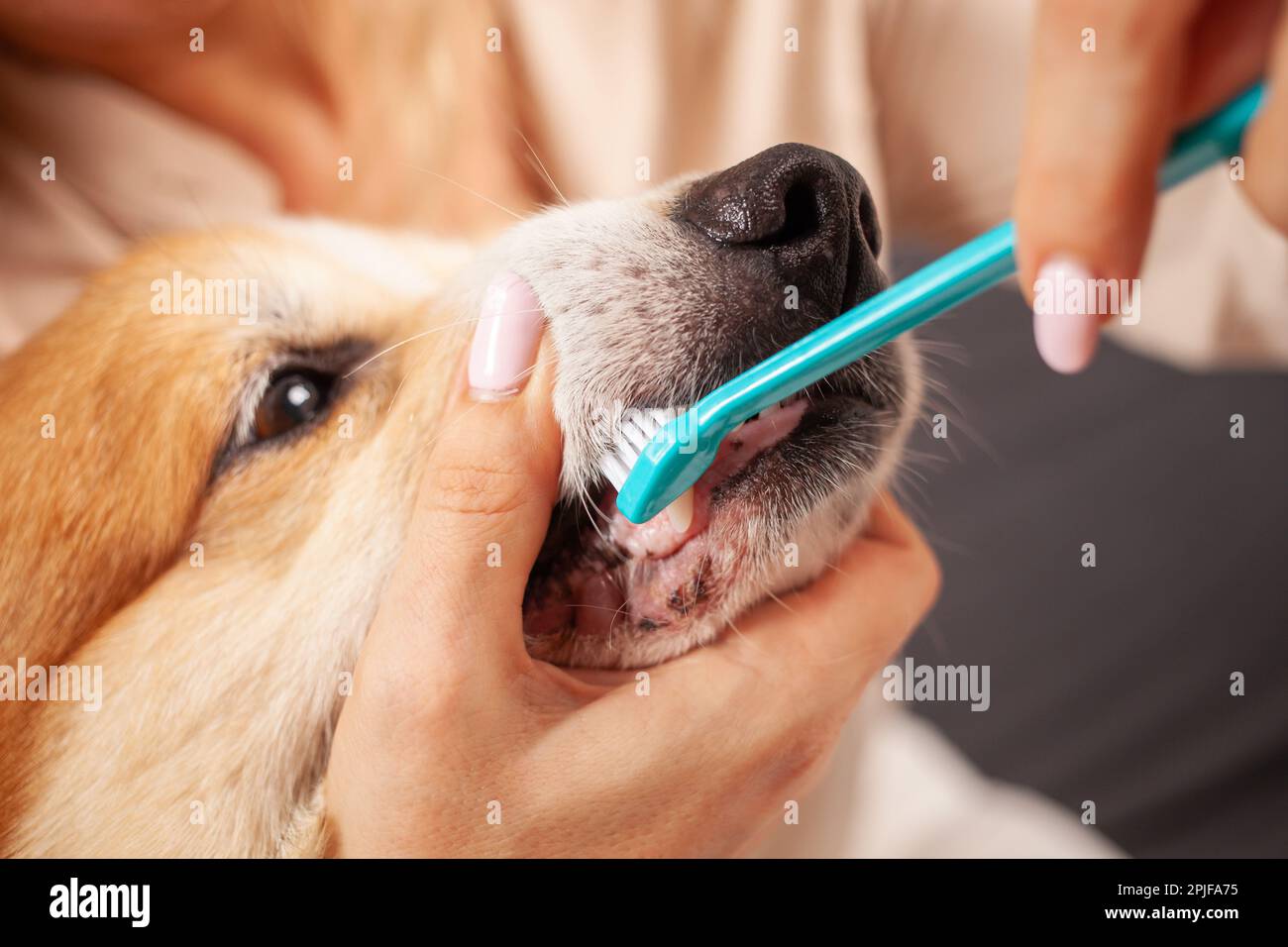 donna spazzolare i denti del cane con spazzolino da denti, prendersi cura della cavità orale, prendersi cura degli animali domestici, amore. Foto Stock