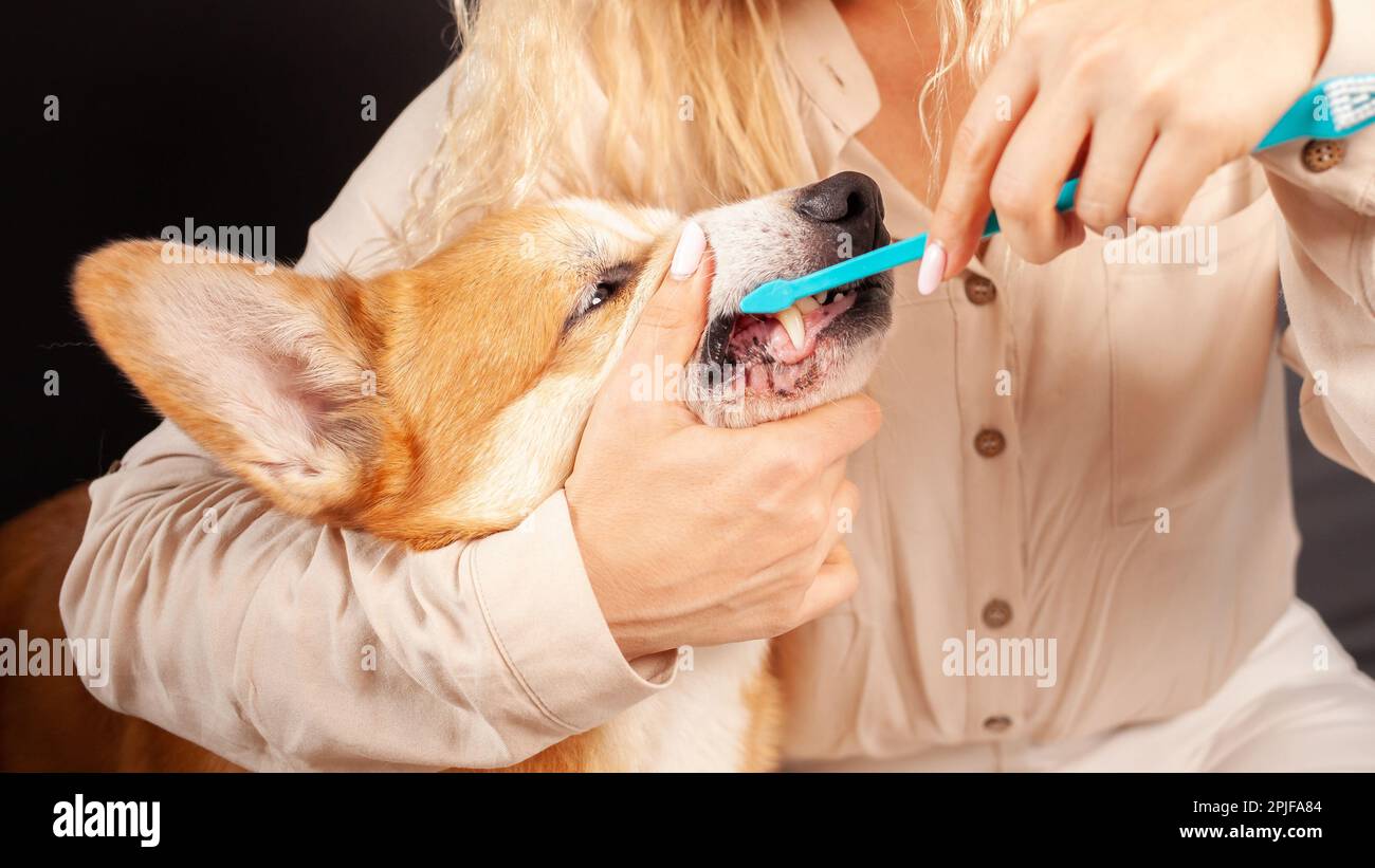 donna spazzolare i denti del cane con spazzolino da denti, prendersi cura della cavità orale, prendersi cura degli animali domestici, amore. carie Foto Stock