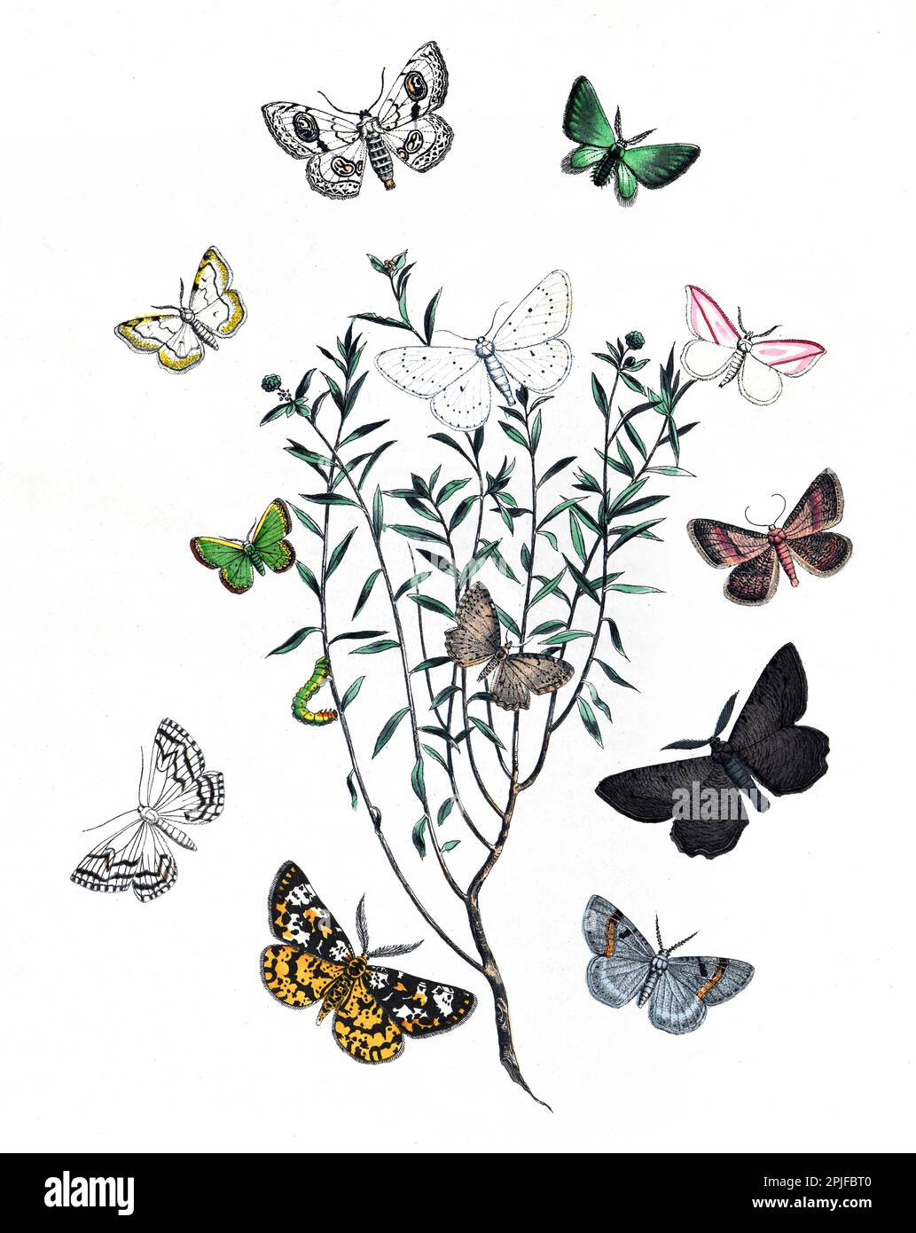 Lepidoptera Illustrazione. poster farfalla. farfalle con motivo in tessuto vintage. farfalle con motivo vintage. Farfalle botaniche. Farfalle vintage Foto Stock