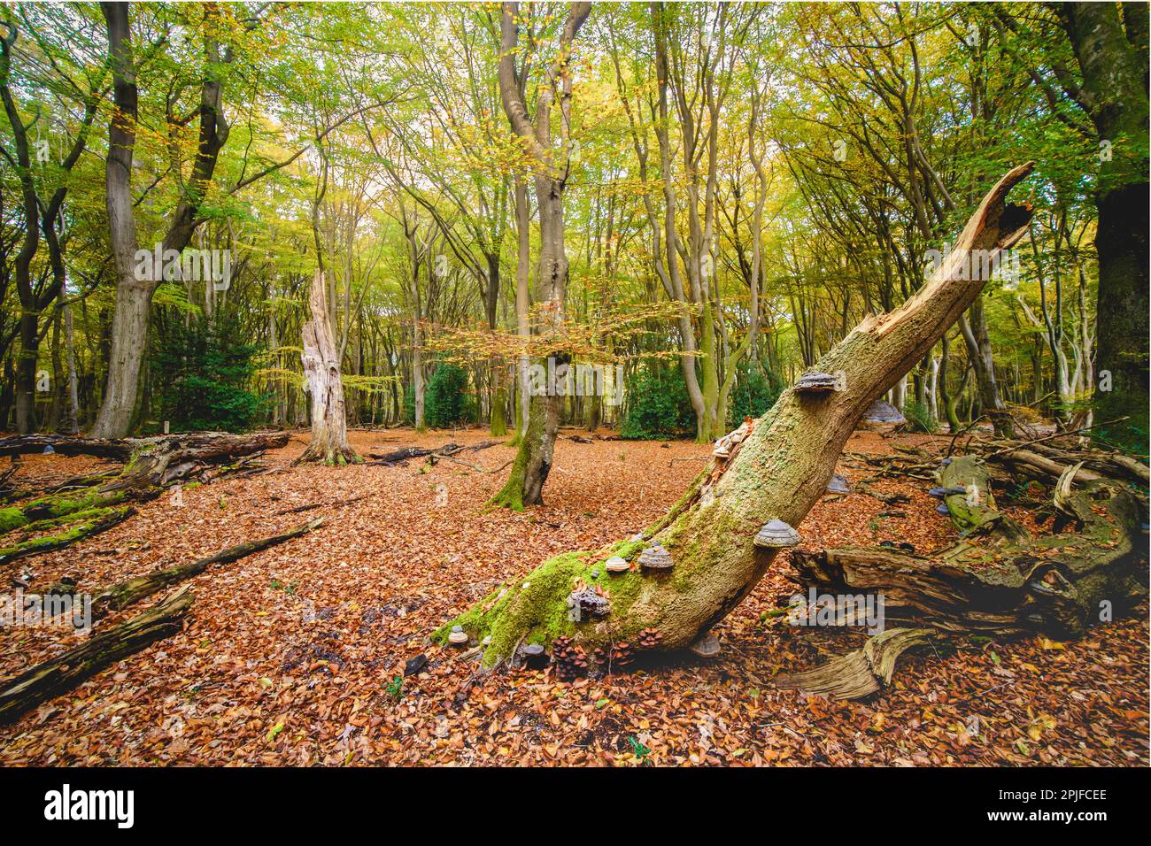 Vecchia foresta primordiale con tronchi d'albero rotti, funghi stagnanti e colori autunnali Foto Stock