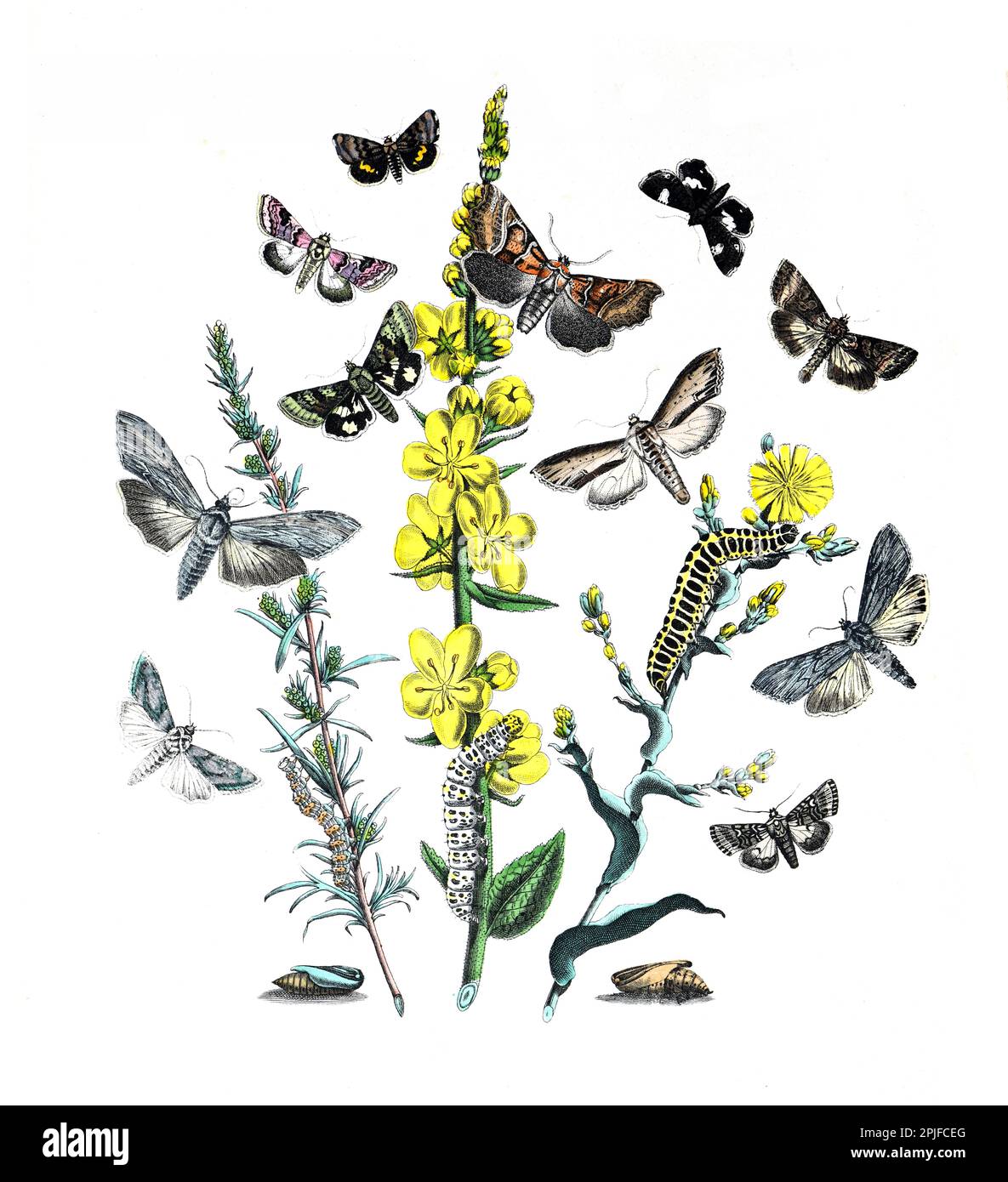 Lepidoptera Illustrazione. poster farfalla. farfalle con motivo in tessuto vintage. farfalle con motivo vintage. Farfalle botaniche. Farfalle vintage Foto Stock