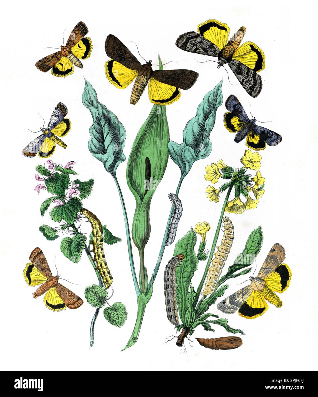 Lepidoptera Illustrazione. poster farfalla. farfalle con motivo in tessuto vintage. farfalle con motivo vintage. Farfalle botaniche. Farfalle vintage Foto Stock