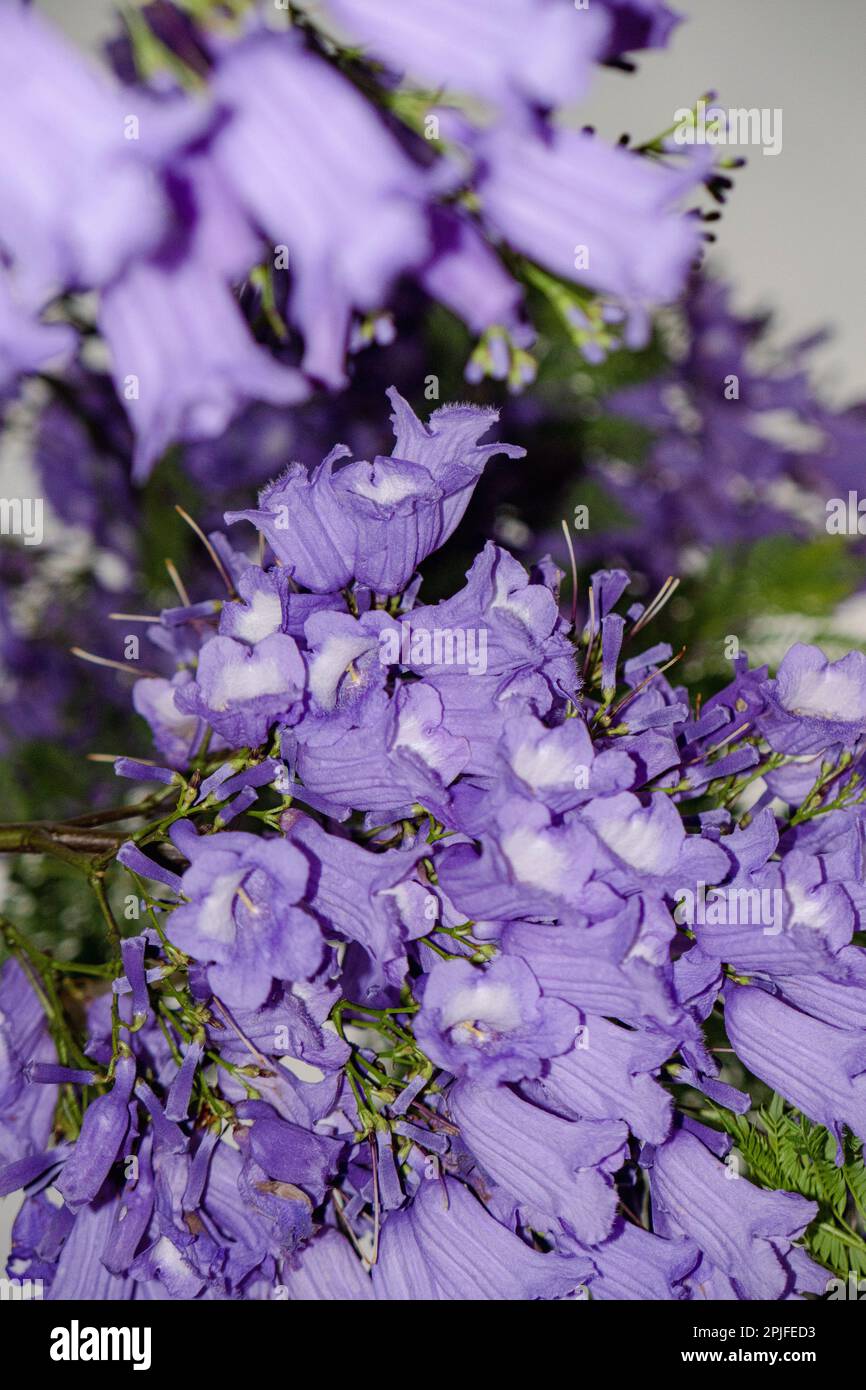 Un mazzo di fiori viola con fiori bianchi sul lato Foto Stock