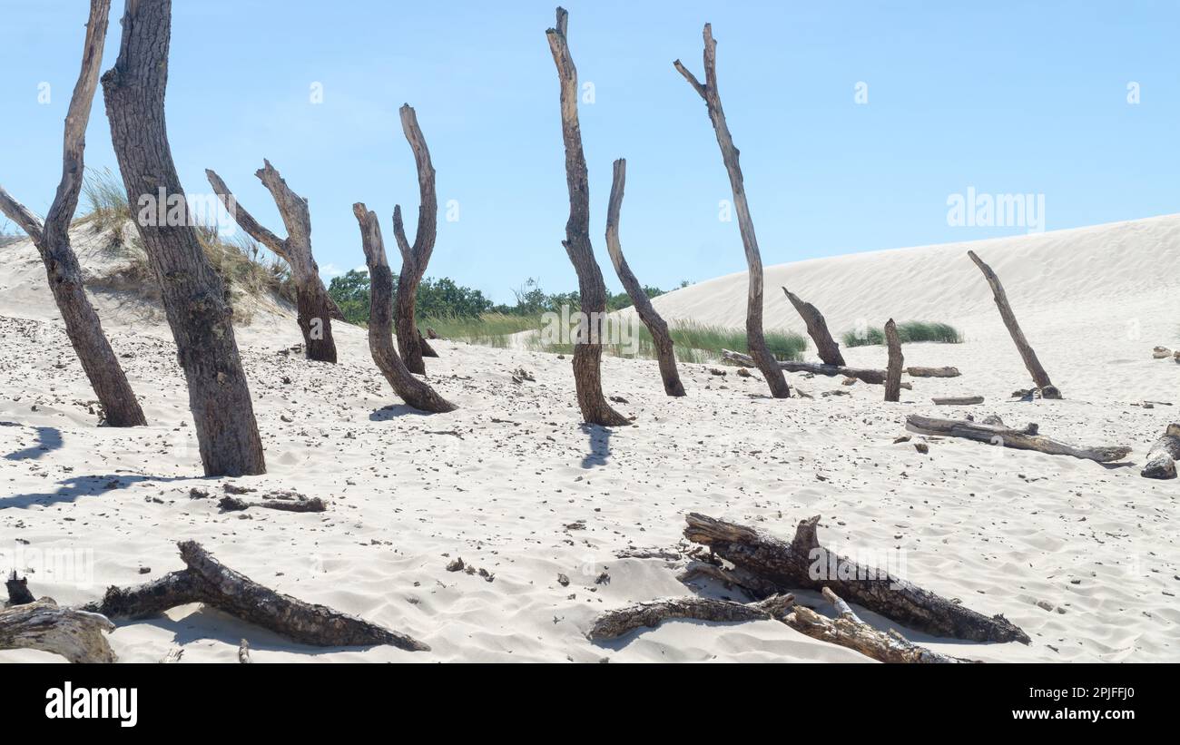 Foresta morta sulla Duna di Lacka nel Parco Nazionale di Slowiński, Leba, Polonia. Dune di sabbia che assorbono la foresta. Sole estate giorno, sabbia e blu sk Foto Stock