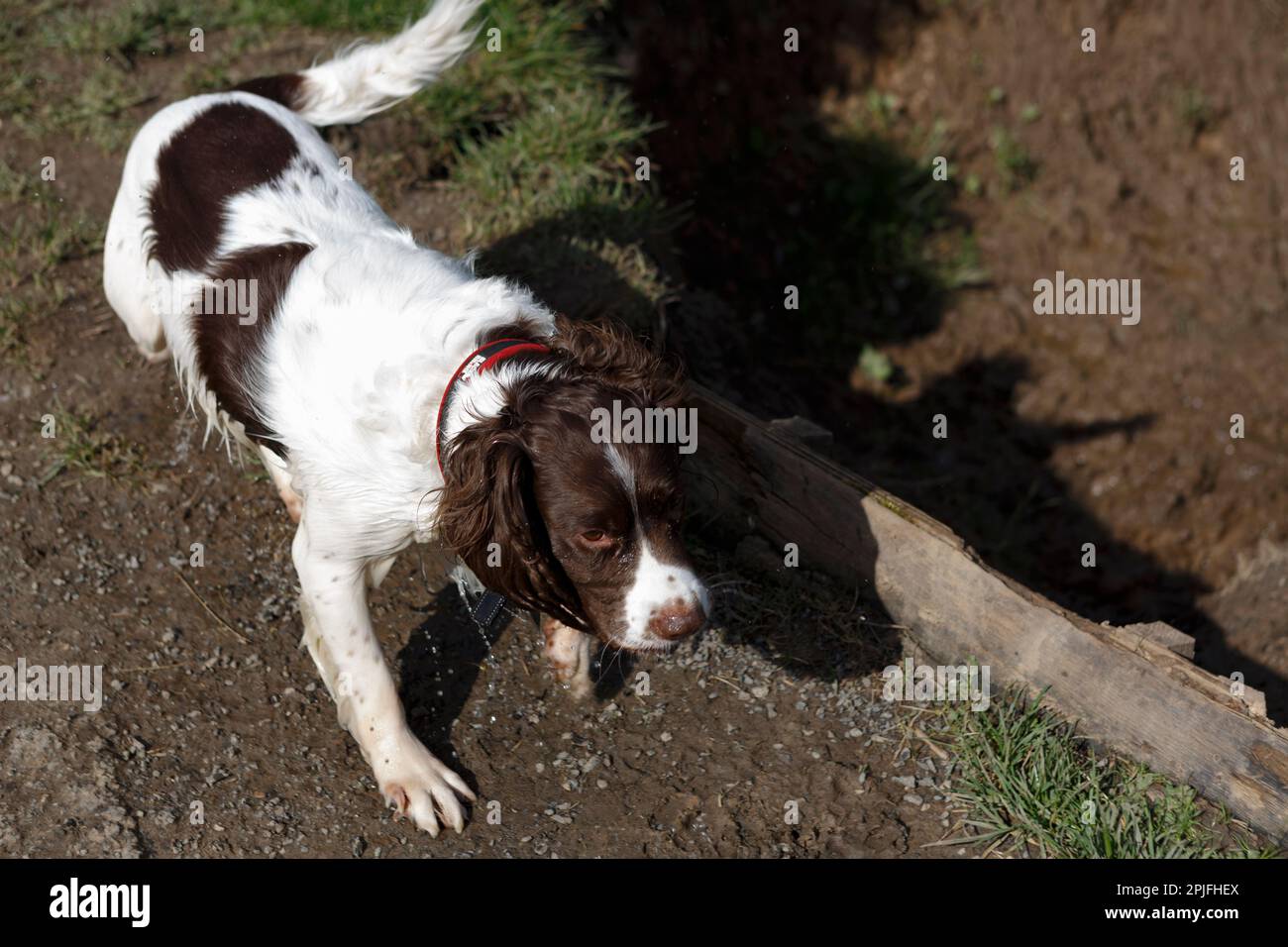 Cane da caccia Italiano springer spaniel su Riverbank Foto Stock