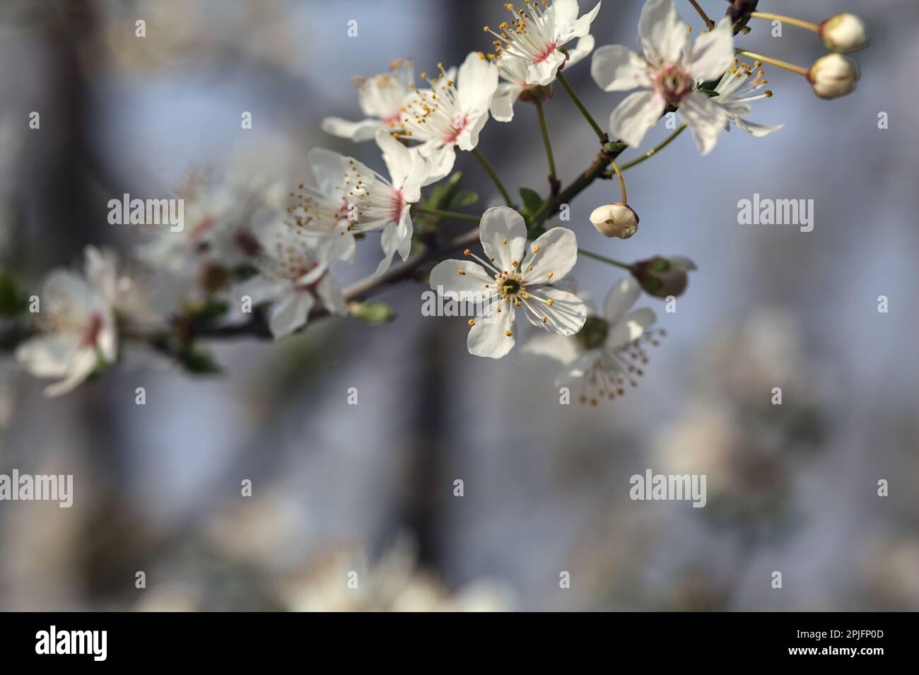 Rami di prugna in fiore visti da vicino con il cielo come sfondo Foto Stock