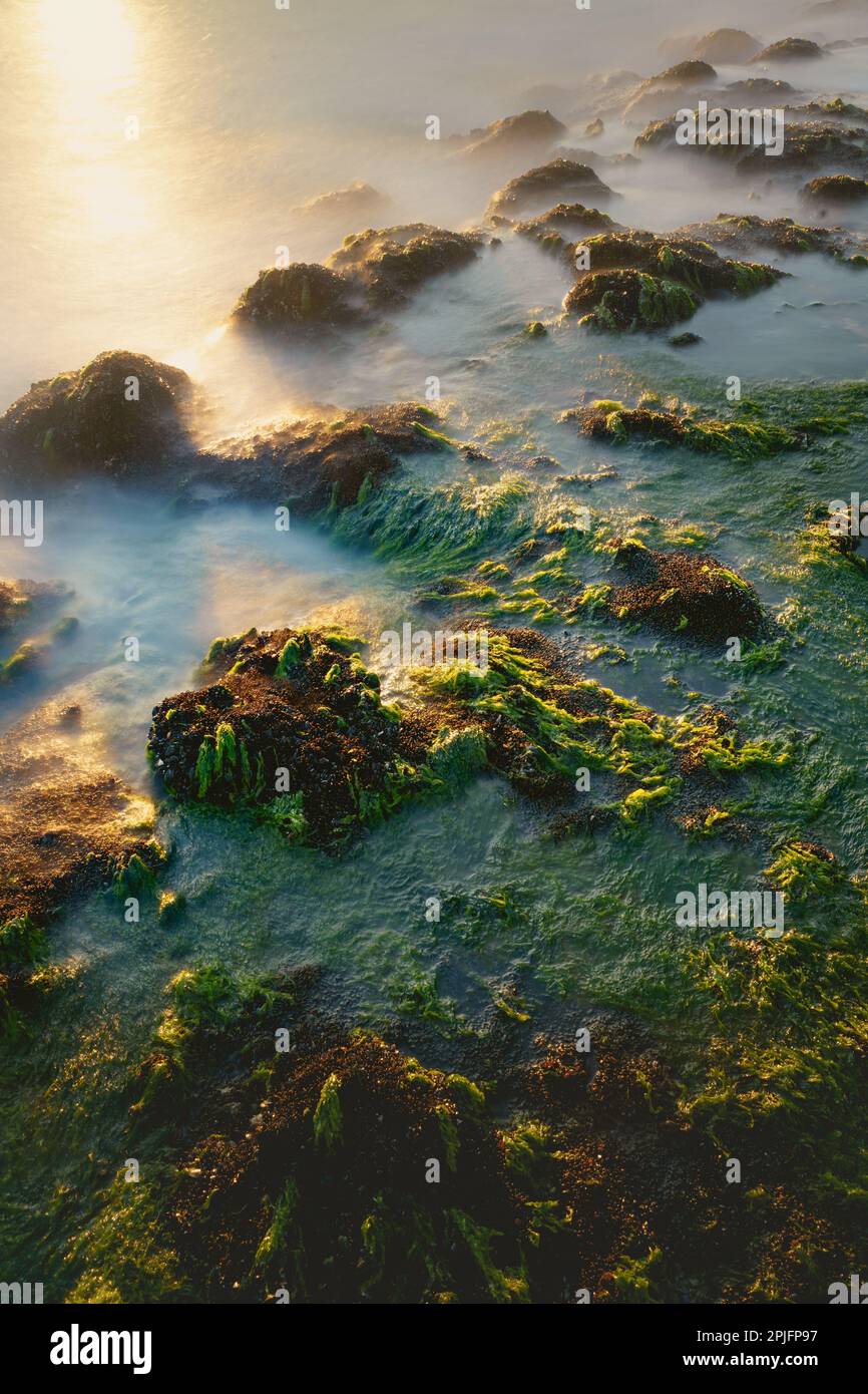 Rocce con alghe verdi alla luce del sole tramontato e delle onde mistiche . Lunga fotografia di lunga durata sulla costa olandese, Zeeland, Paesi Bassi Foto Stock