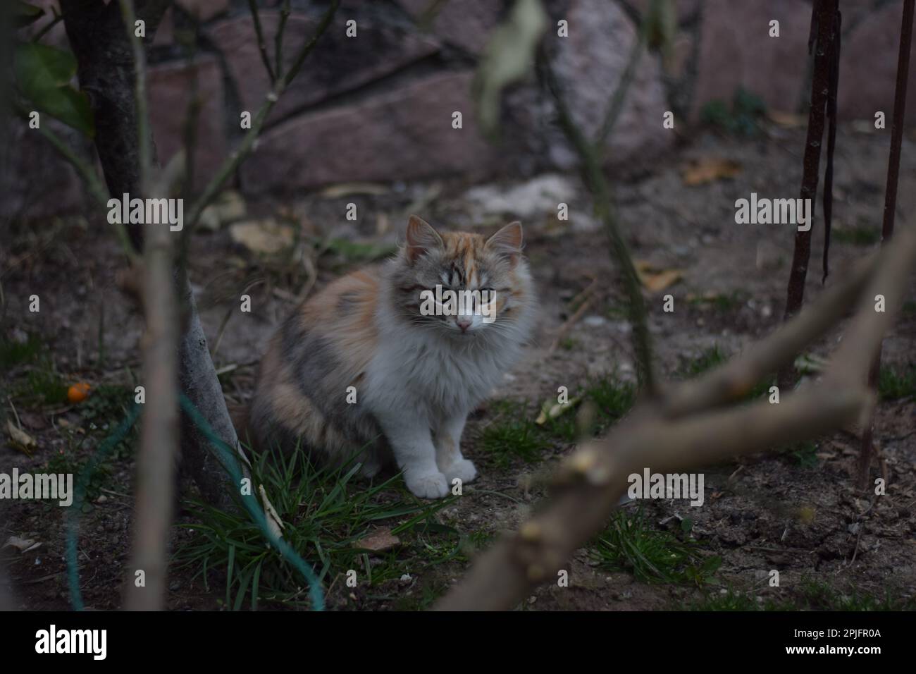 Gatti Foto Stock