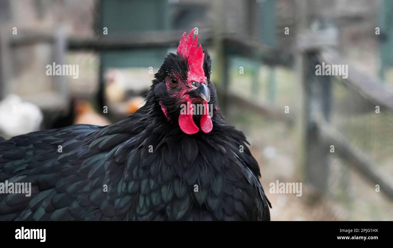 Primo piano dal pollo nero all'esterno con spazio per le copie Foto Stock