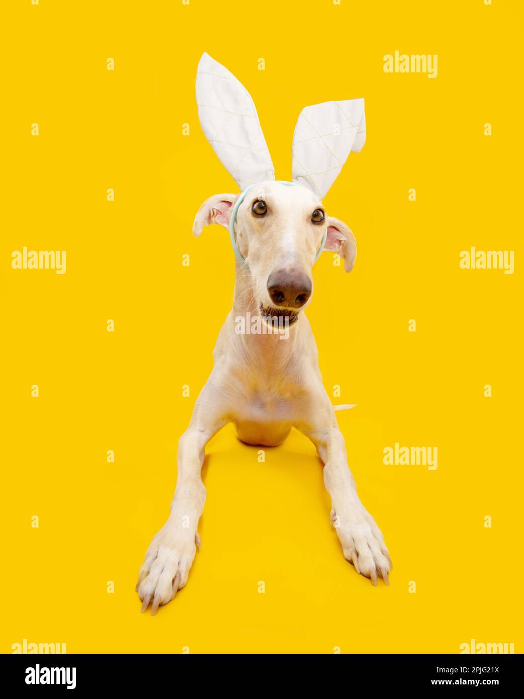 Felice pasqua cane levriero spagnolo con orecchie coniglietto coniglio. Isolato su backgorund giallo Foto Stock