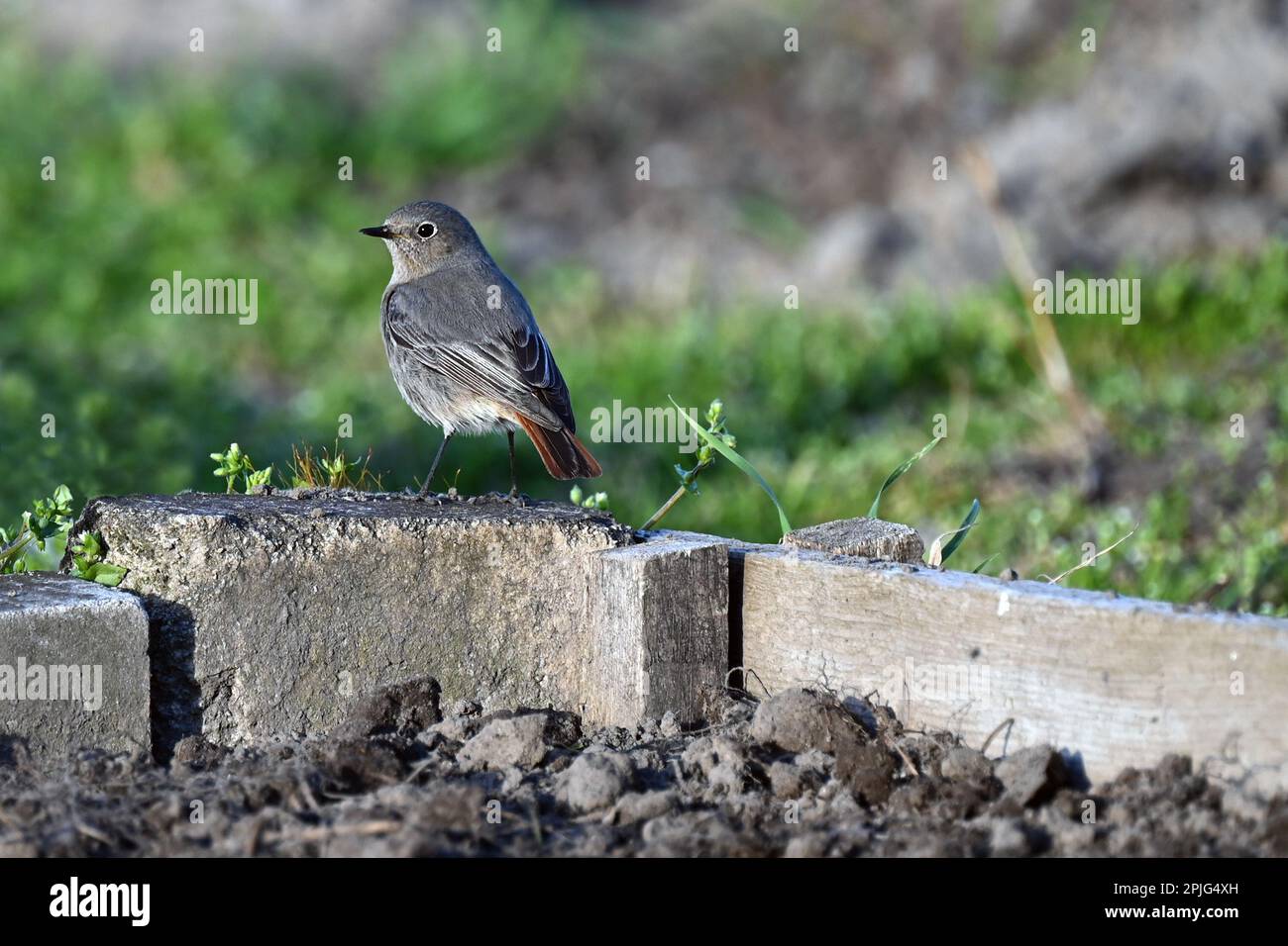 Piccolo uccello arroccato in giardino in primavera Foto Stock