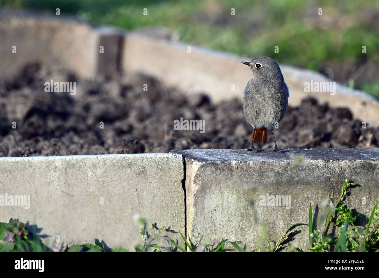 Piccolo uccello arroccato in giardino in primavera Foto Stock