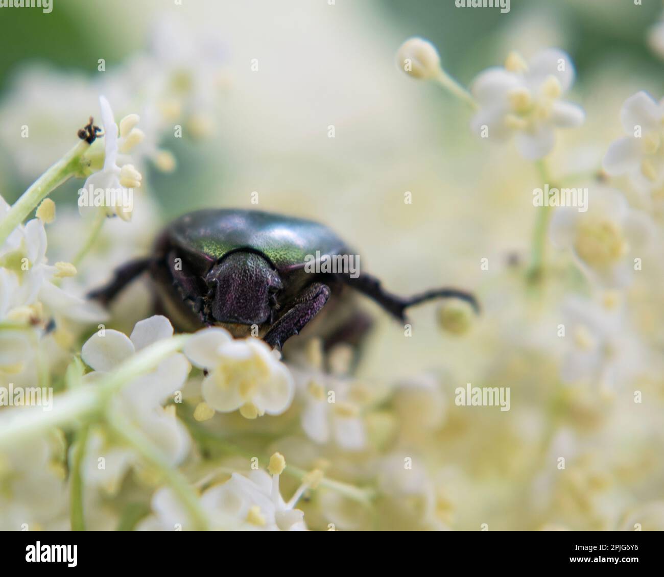 Primo piano di chafer di rose europee sul fiore maggiore, Cetonia aurata Foto Stock