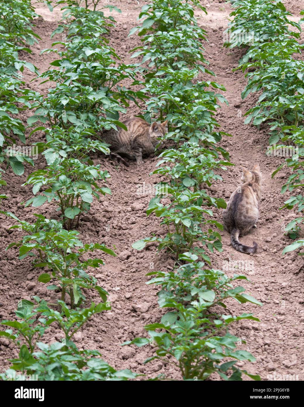 Giovani piante di patate che crescono nel giardino. Solanum tuberosum Foto Stock