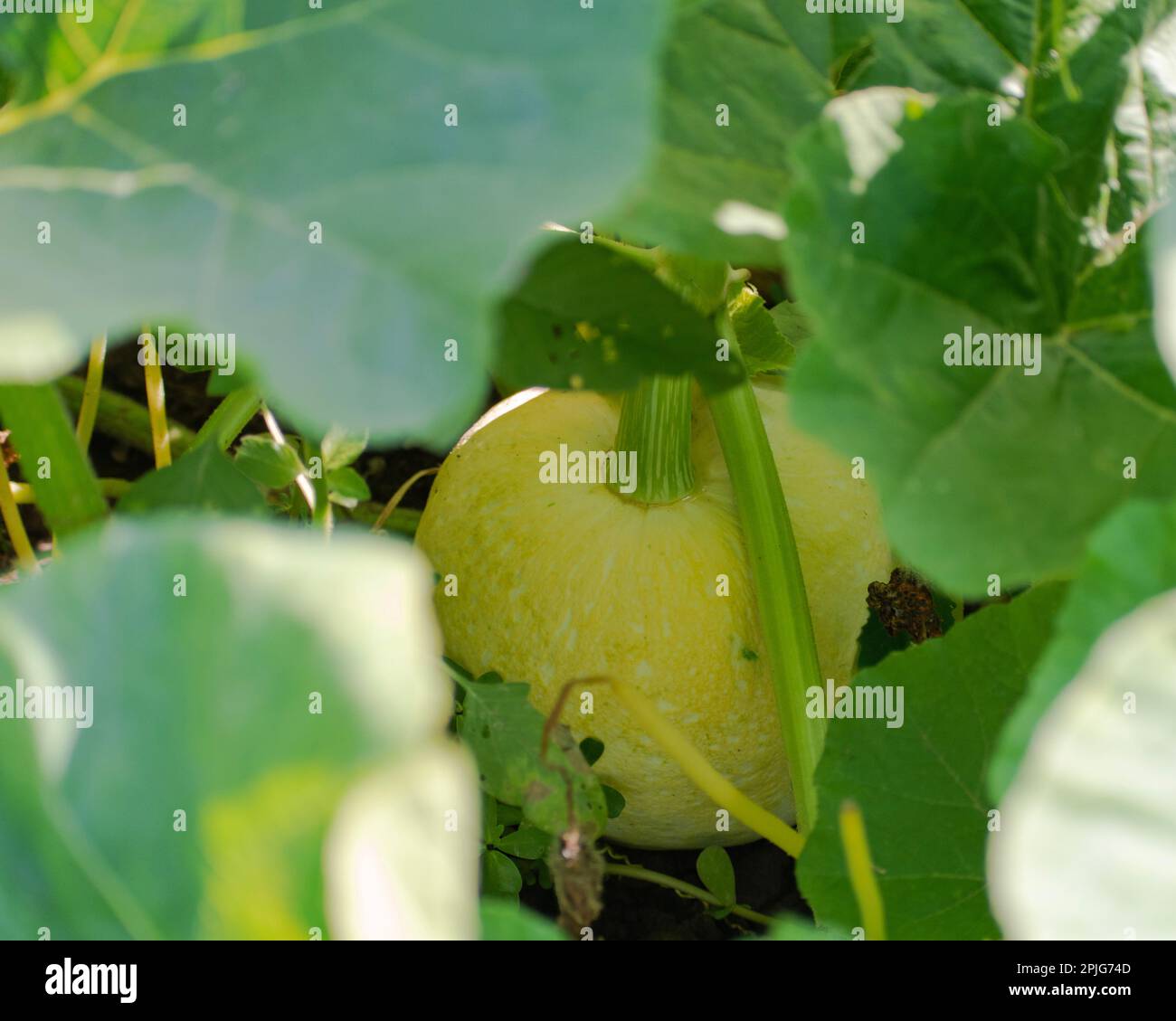 Squash invernale che cresce nel giardino Cucurbita maxima Foto Stock