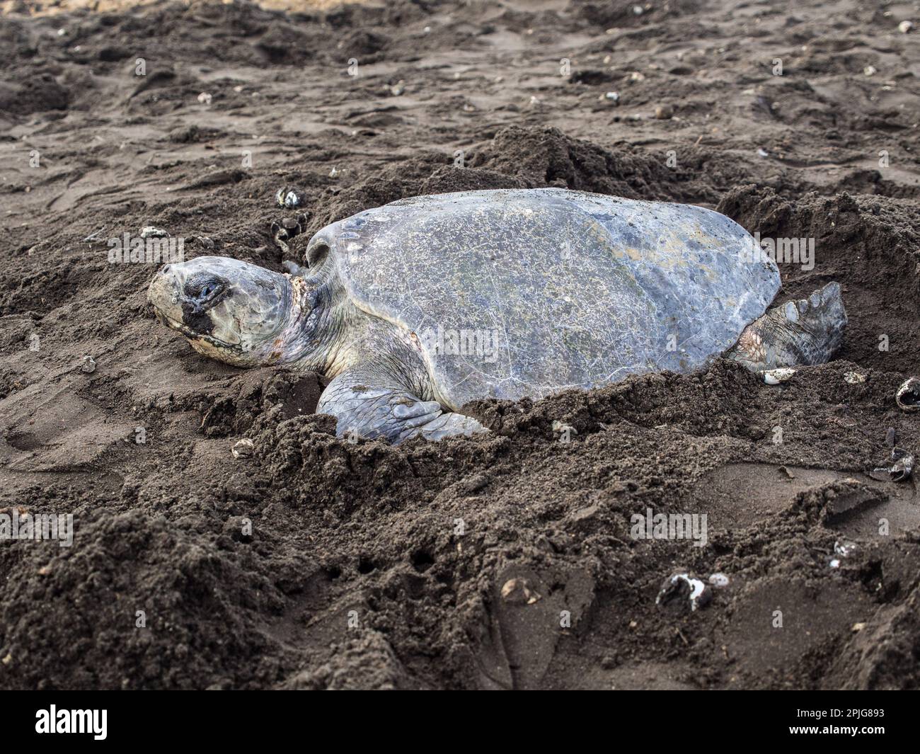 Tartaruga di mare di Olive Ridley (Lepidothelys olivacea) che si prepara a deporre le uova a Playa Ostional, Costa Rica. Foto Stock