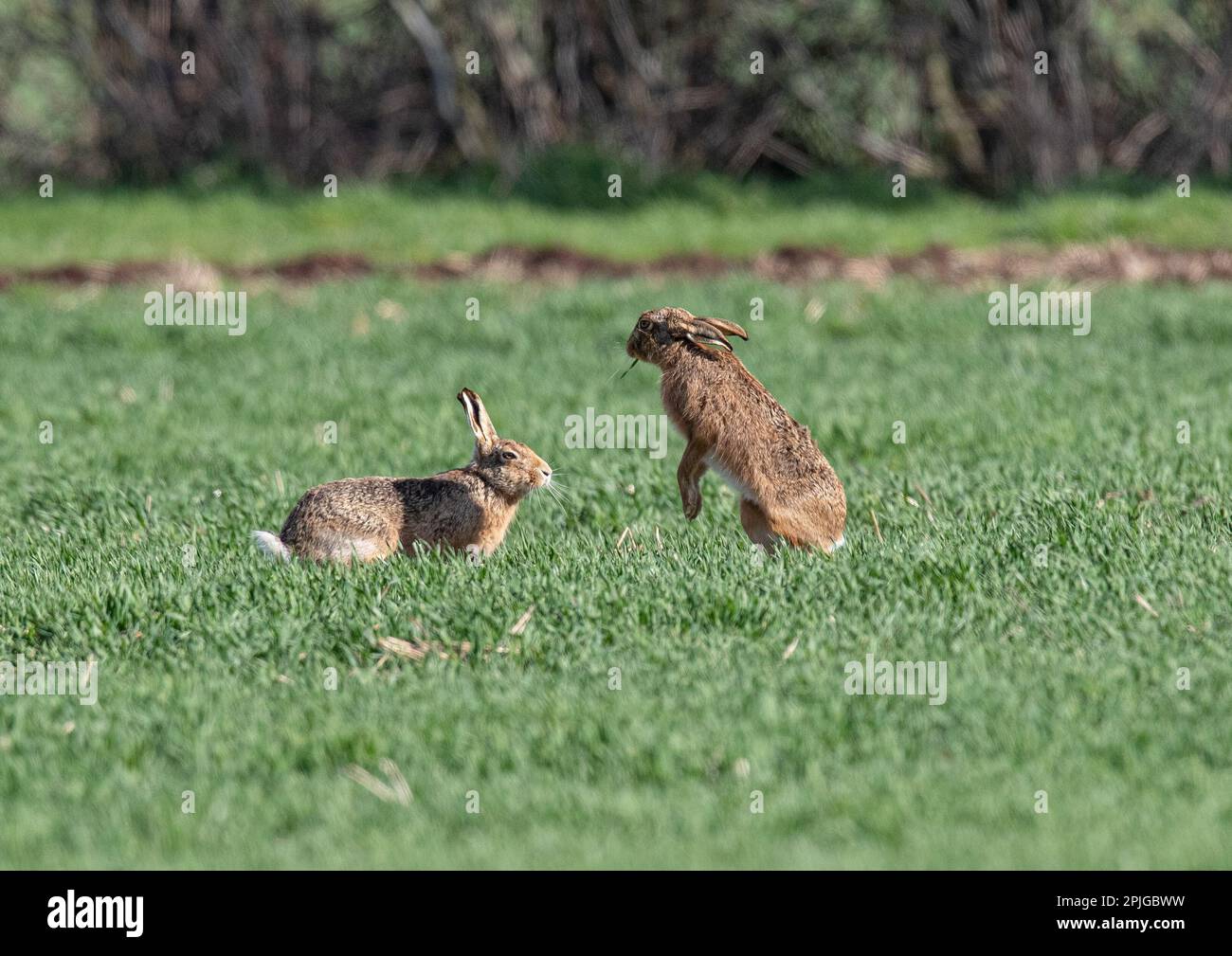 MAD March Hares. Brown Hares (Lepus europaeus) che mostra il comportamento di boxe, inseguono e corteggiamenti nei campi arabili di Suffolk. REGNO UNITO. Foto Stock