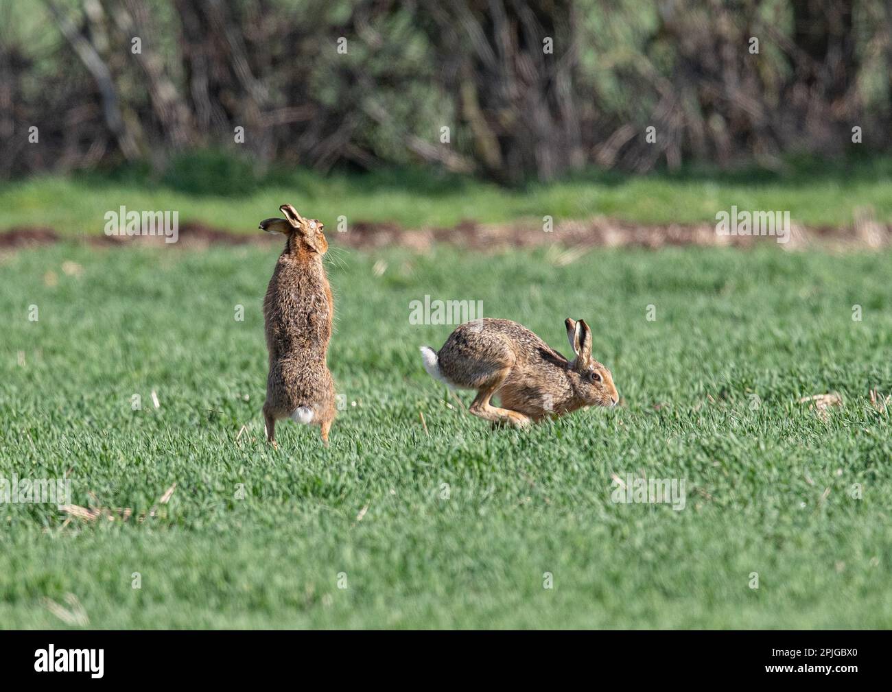 MAD March Hares. Brown Hares (Lepus europaeus) che mostra il comportamento di boxe, inseguono e corteggiamenti nei campi arabili di Suffolk. REGNO UNITO. Foto Stock