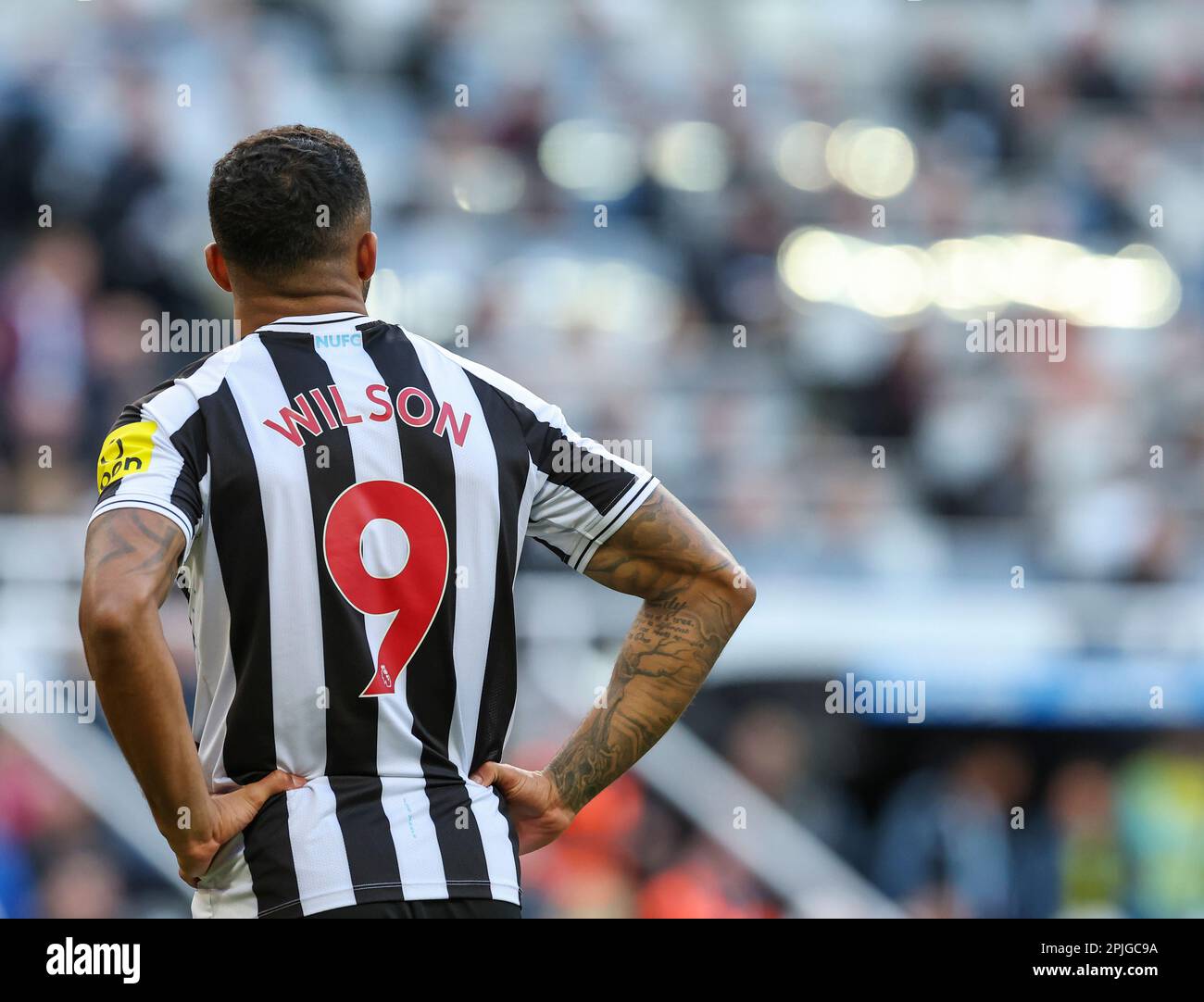 2nd aprile 2023; St James' Park, Newcastle, Inghilterra: Premier League Football, Newcastle United contro Manchester United; Newcastle United's Callum Wilson Foto Stock