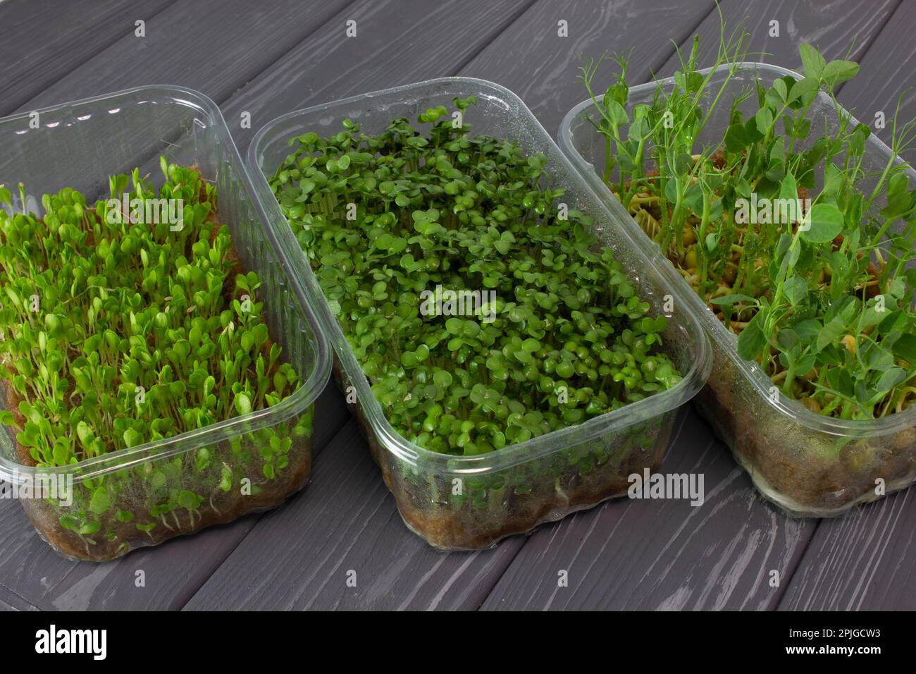 Microgreens in vassoi di plastica. Germinazione di microgreens su tappeti di lino. Germinazione di semi nel paese. Piccola impresa ecologica per cibo sano. Foto Stock