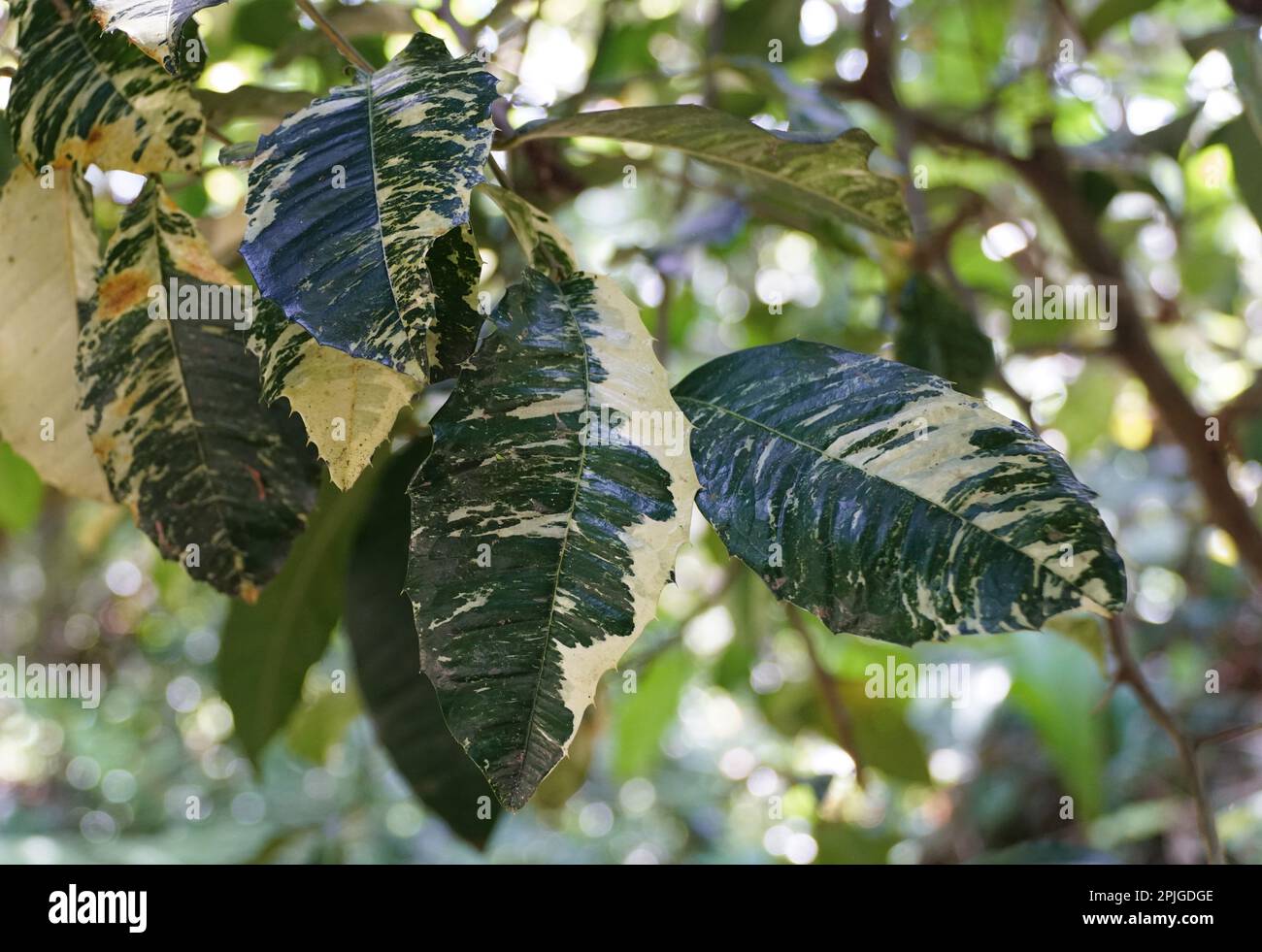 Bella foglia verde e bianca di pianta di Coffea arabica 'variegata' Foto Stock